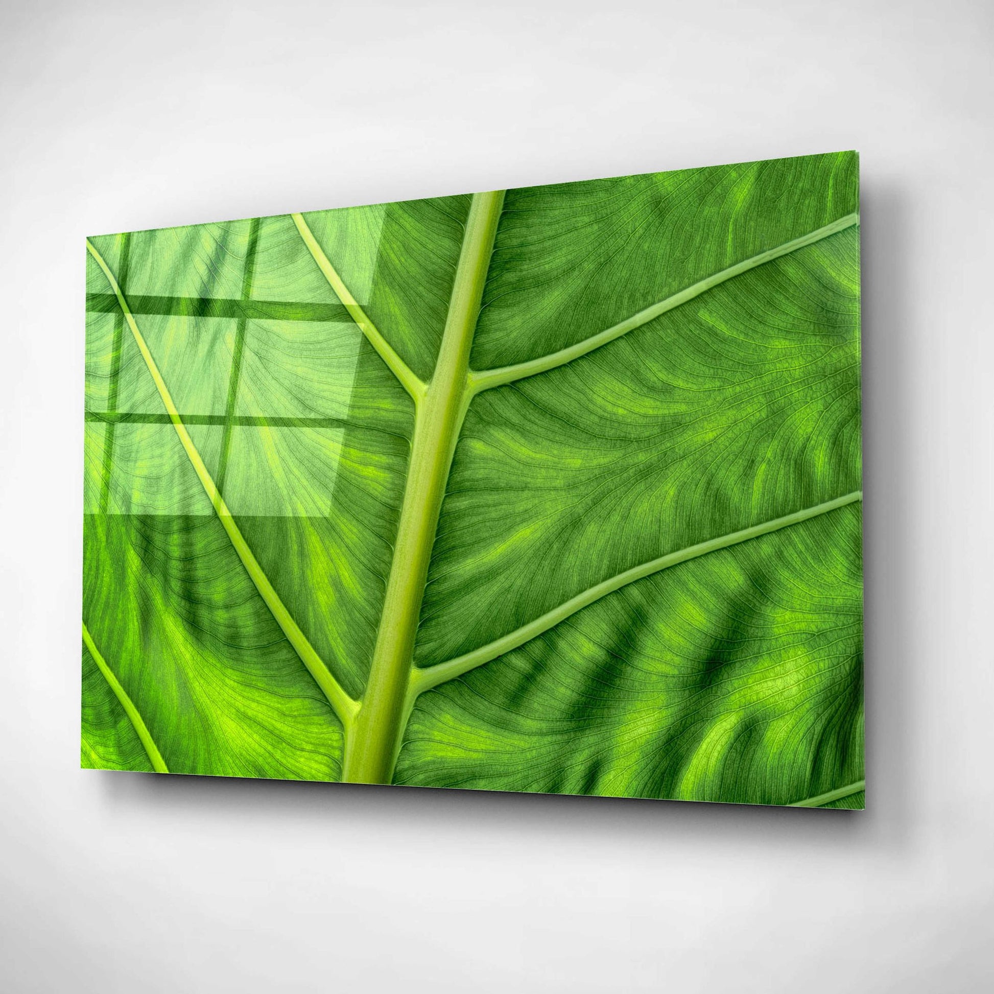 Epic Art 'Leaf Details' by Dennis Frates, Acrylic Glass Wall Art,16x12