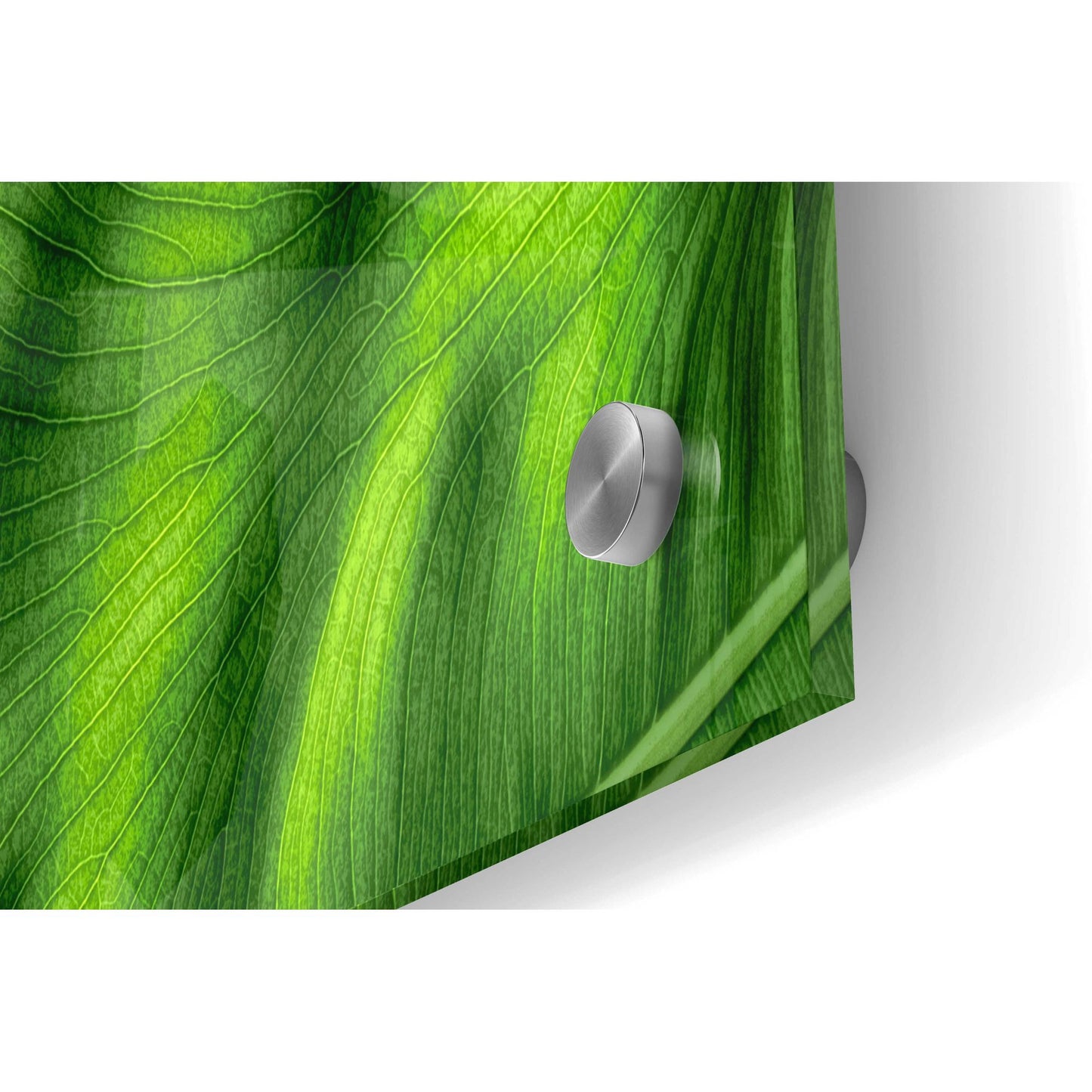 Epic Art 'Leaf Details' by Dennis Frates, Acrylic Glass Wall Art,36x24
