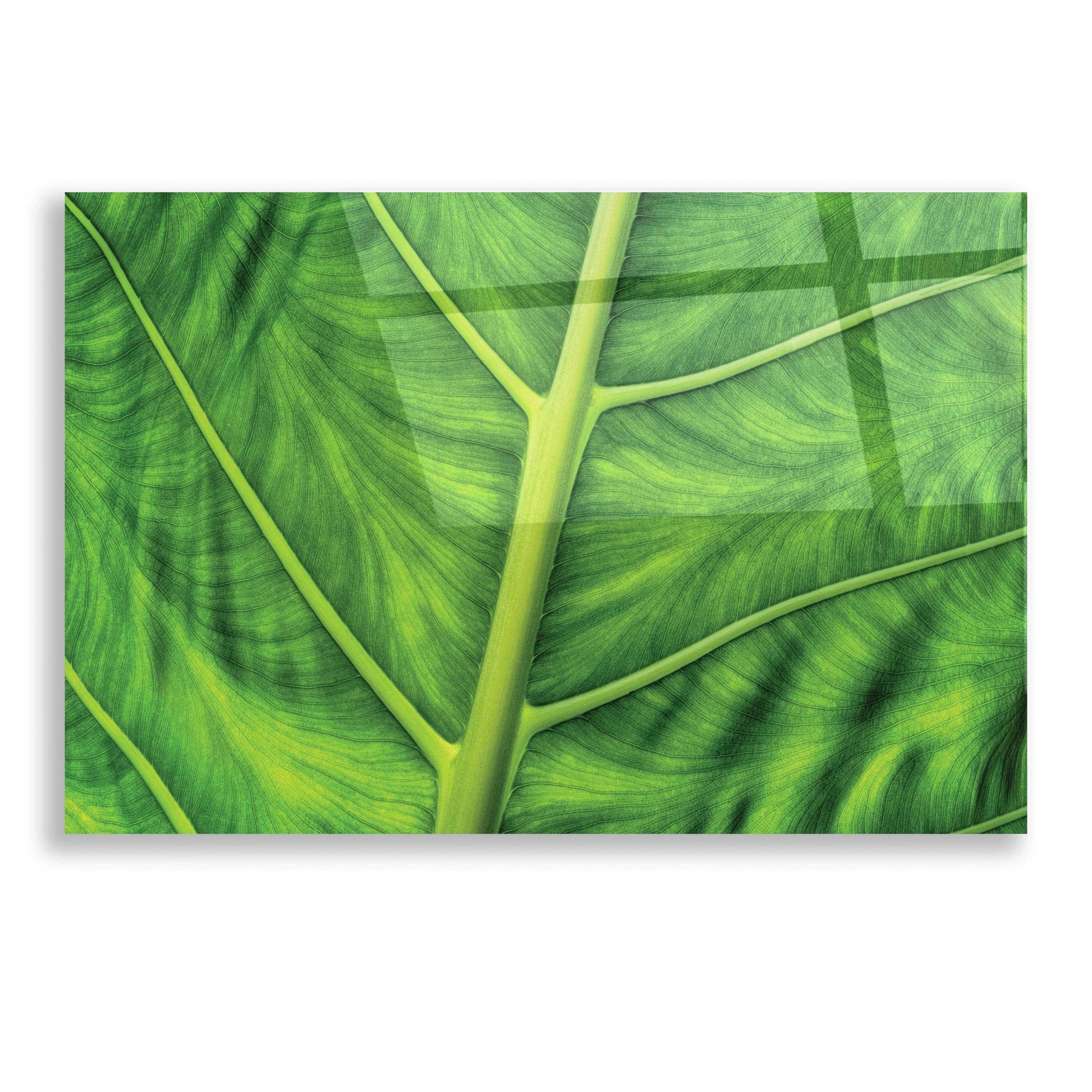 Epic Art 'Leaf Details' by Dennis Frates, Acrylic Glass Wall Art