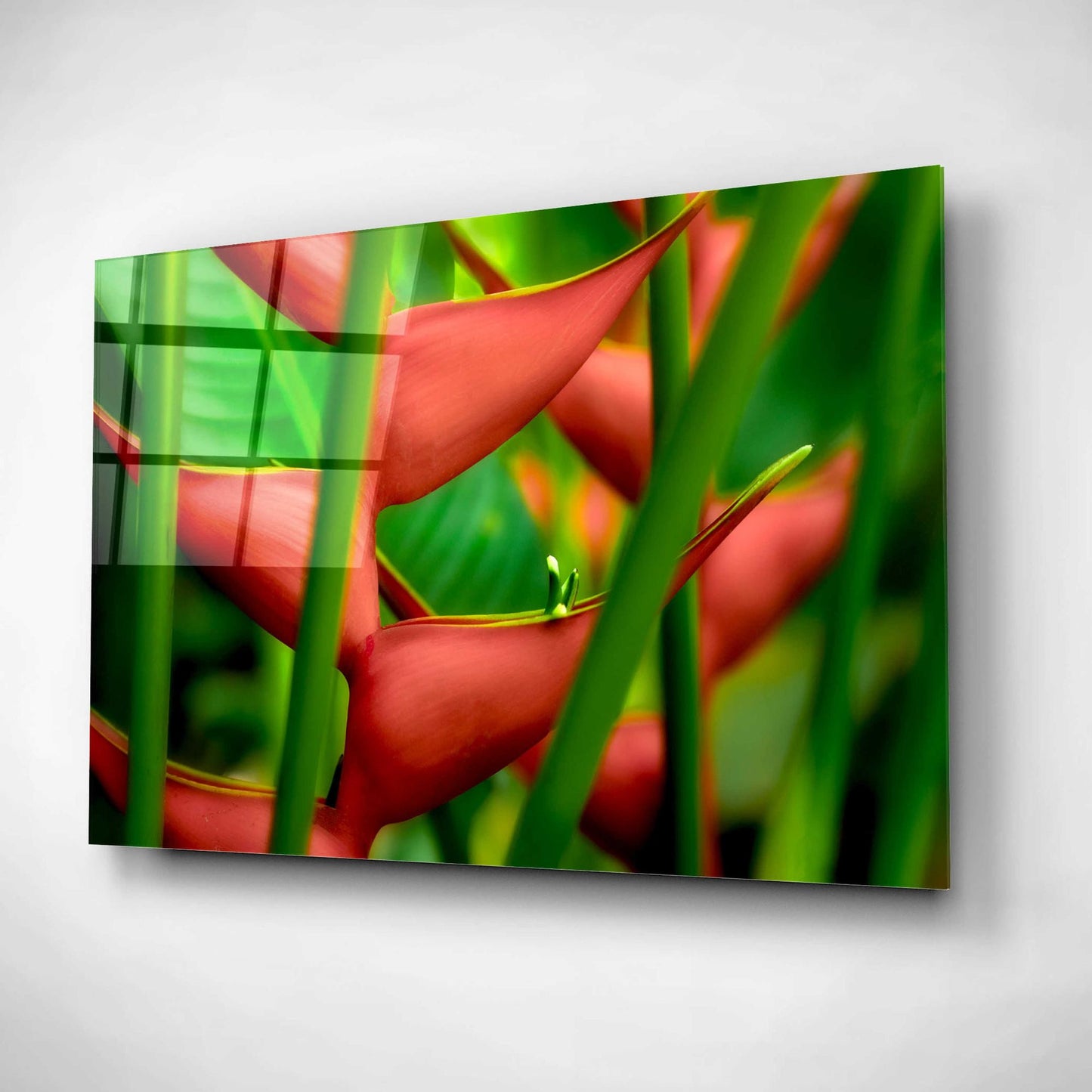 Epic Art 'Floral Details' by Dennis Frates, Acrylic Glass Wall Art,16x12