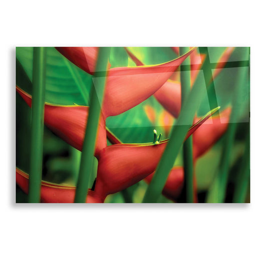 Epic Art 'Floral Details' by Dennis Frates, Acrylic Glass Wall Art