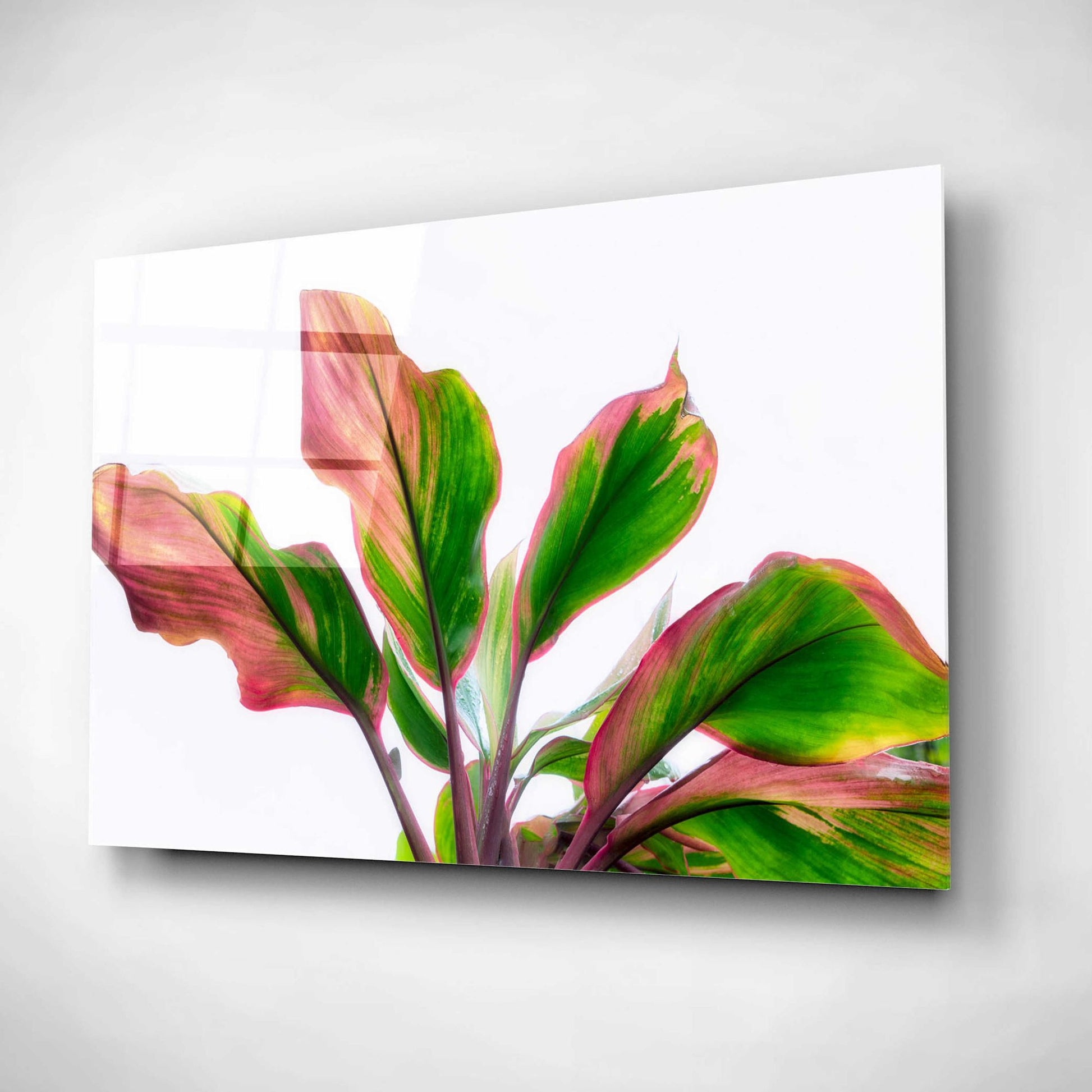 Epic Art 'Botanical' by Dennis Frates, Acrylic Glass Wall Art,16x12