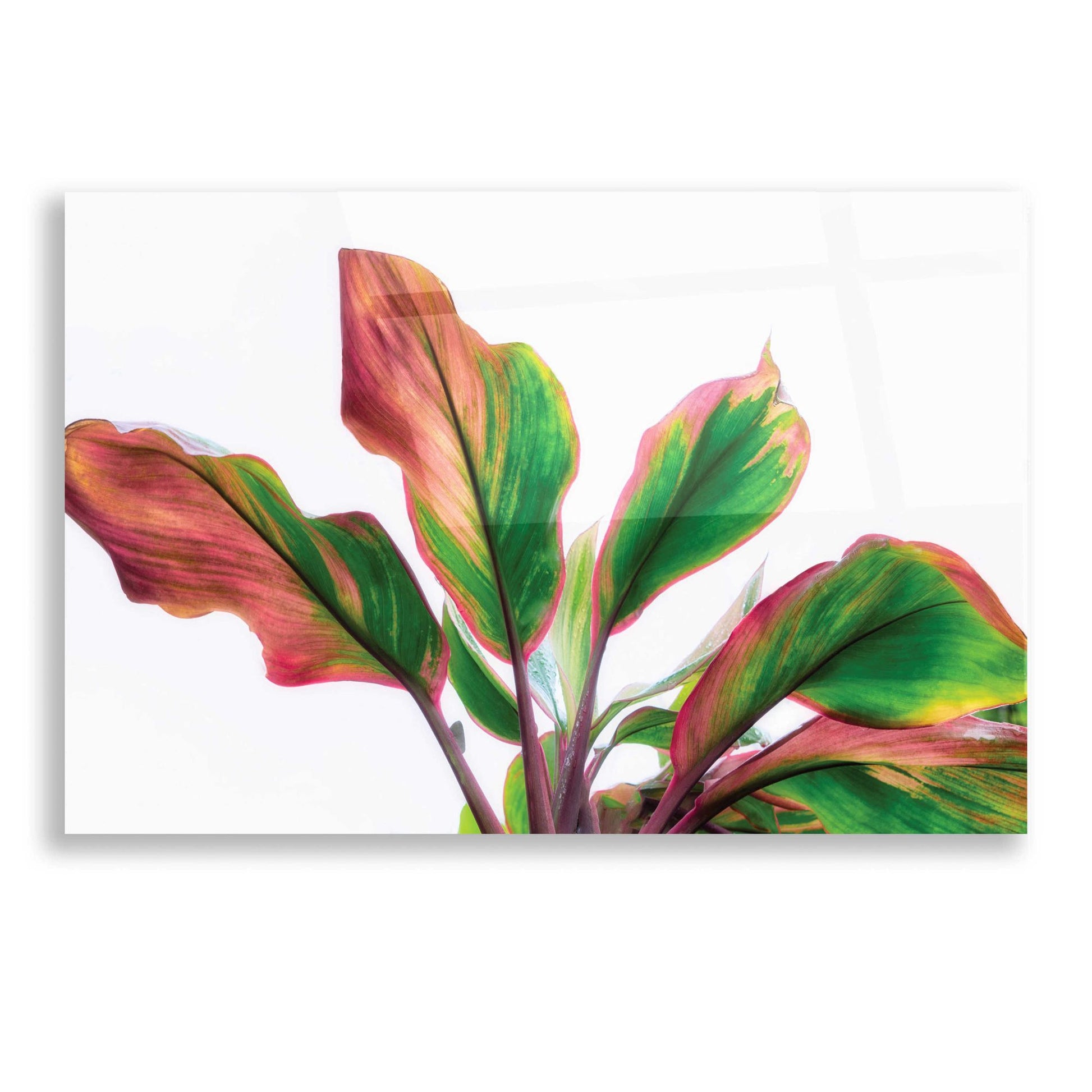 Epic Art 'Botanical' by Dennis Frates, Acrylic Glass Wall Art