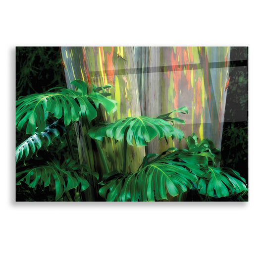 Epic Art 'Tropical Leaves' by Dennis Frates, Acrylic Glass Wall Art