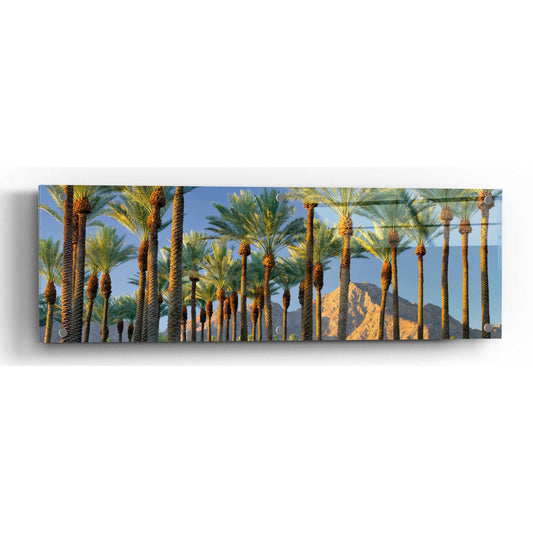 Epic Art 'Trees' by Dennis Frates, Acrylic Glass Wall Art