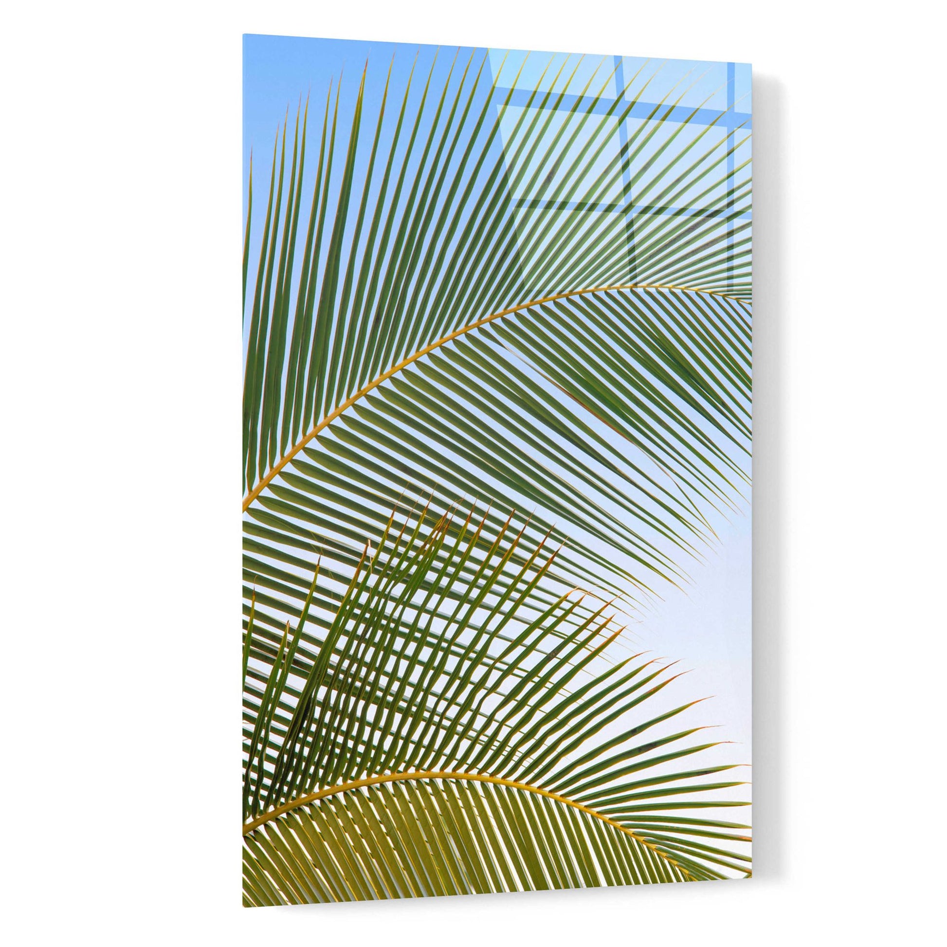 Epic Art 'Tropical II' by Dennis Frates, Acrylic Glass Wall Art,16x24
