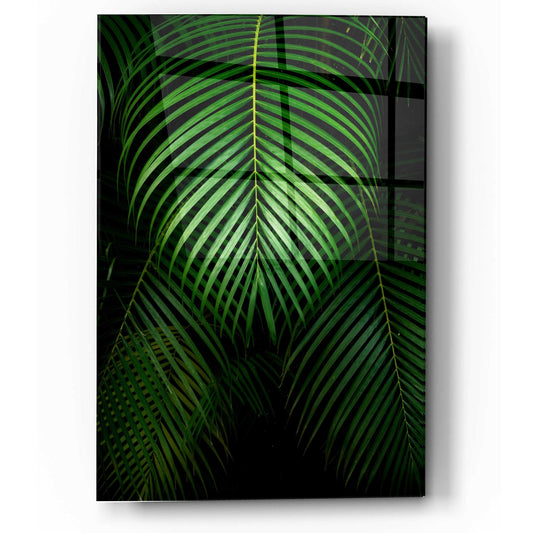 Epic Art 'Tropical IV' by Dennis Frates, Acrylic Glass Wall Art
