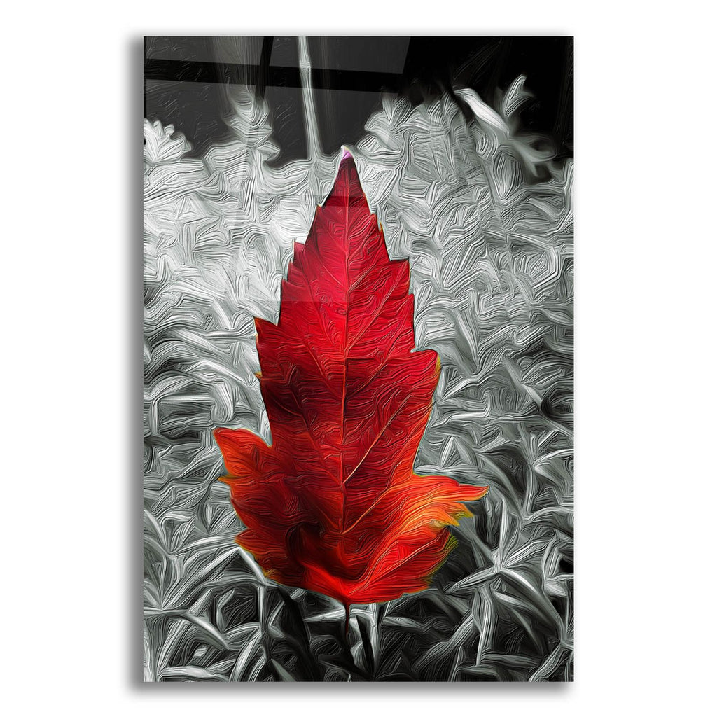 Red Leaf by Dante Plata acrylic glass wall art