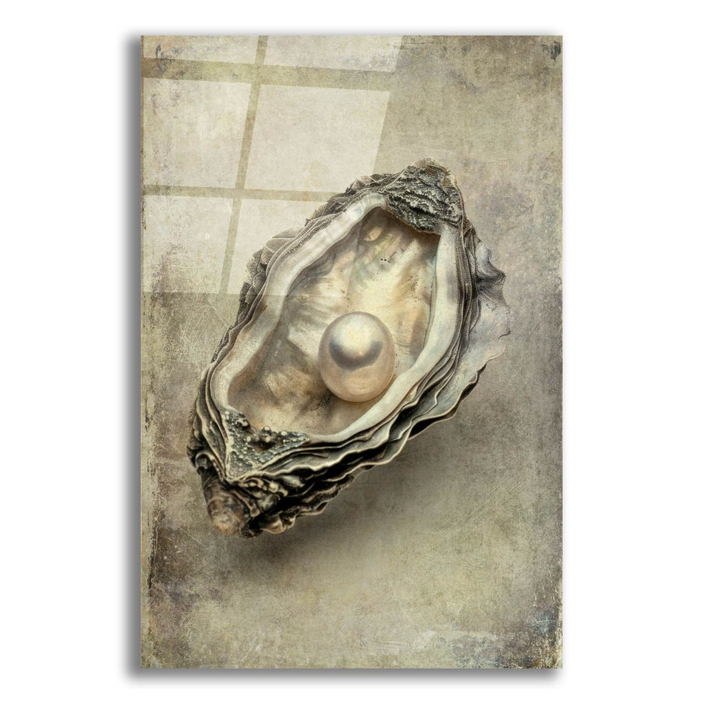 Antique Shell by Svetlana Aleynikova acrylic glass wall art