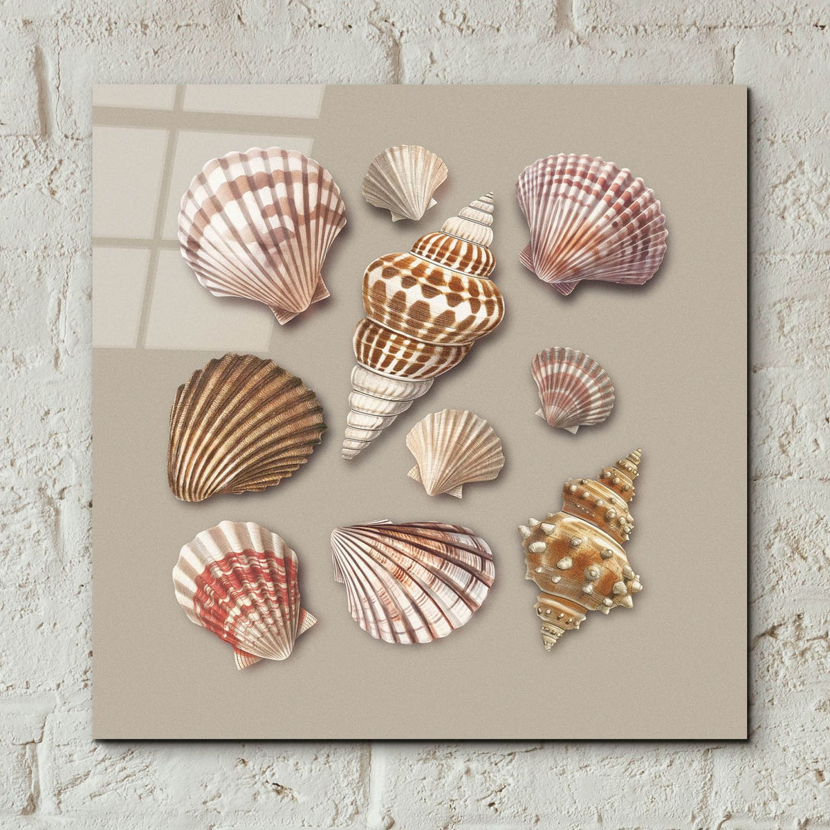 Sea Shells by Svetlana Aleynikova - 12x12 acrylic wall art in a room