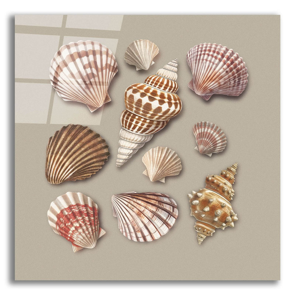 Sea Shells by Svetlana Aleynikova acrylic glass wall art