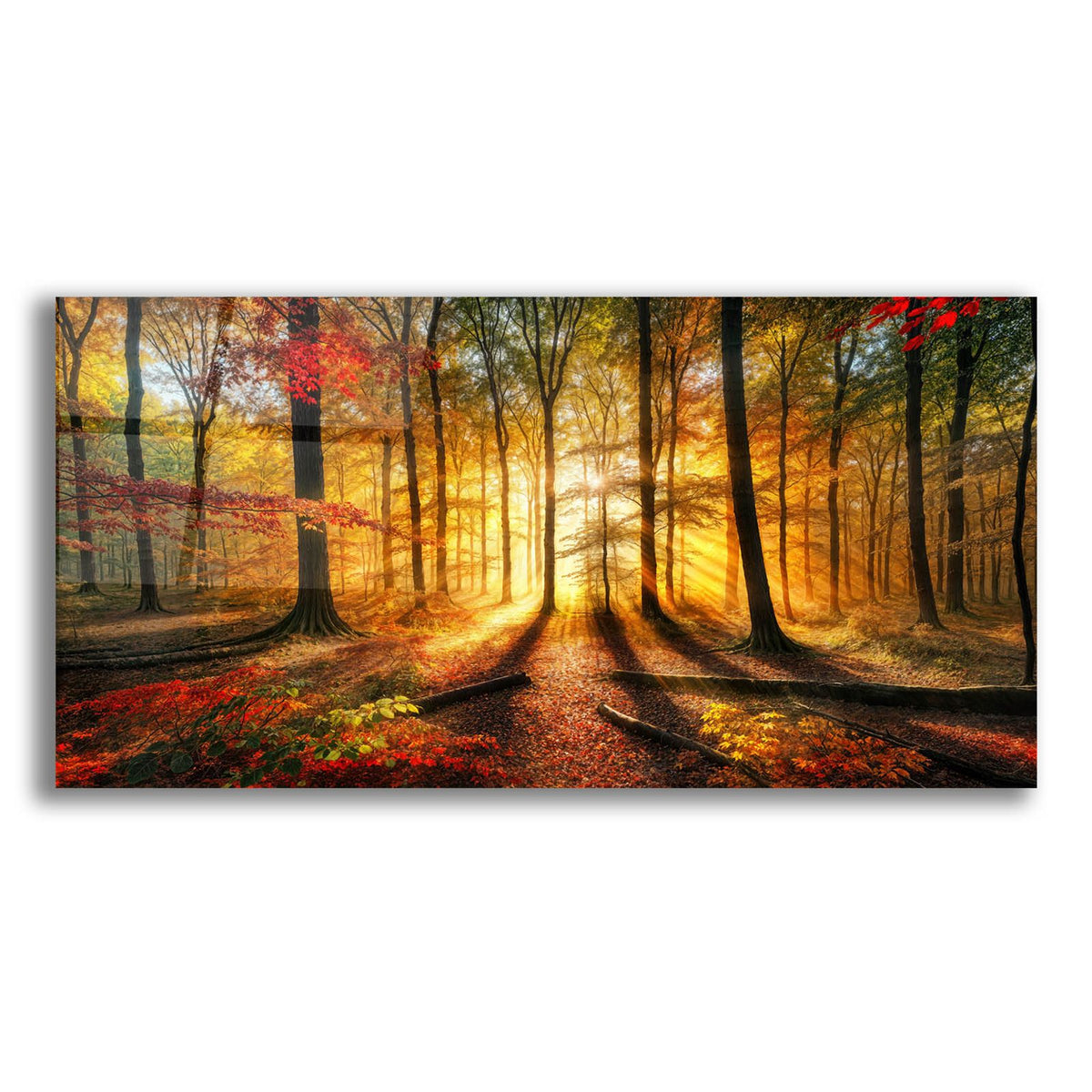 Sunrise In Fall Forest by Rey Klimt acrylic glass wall art