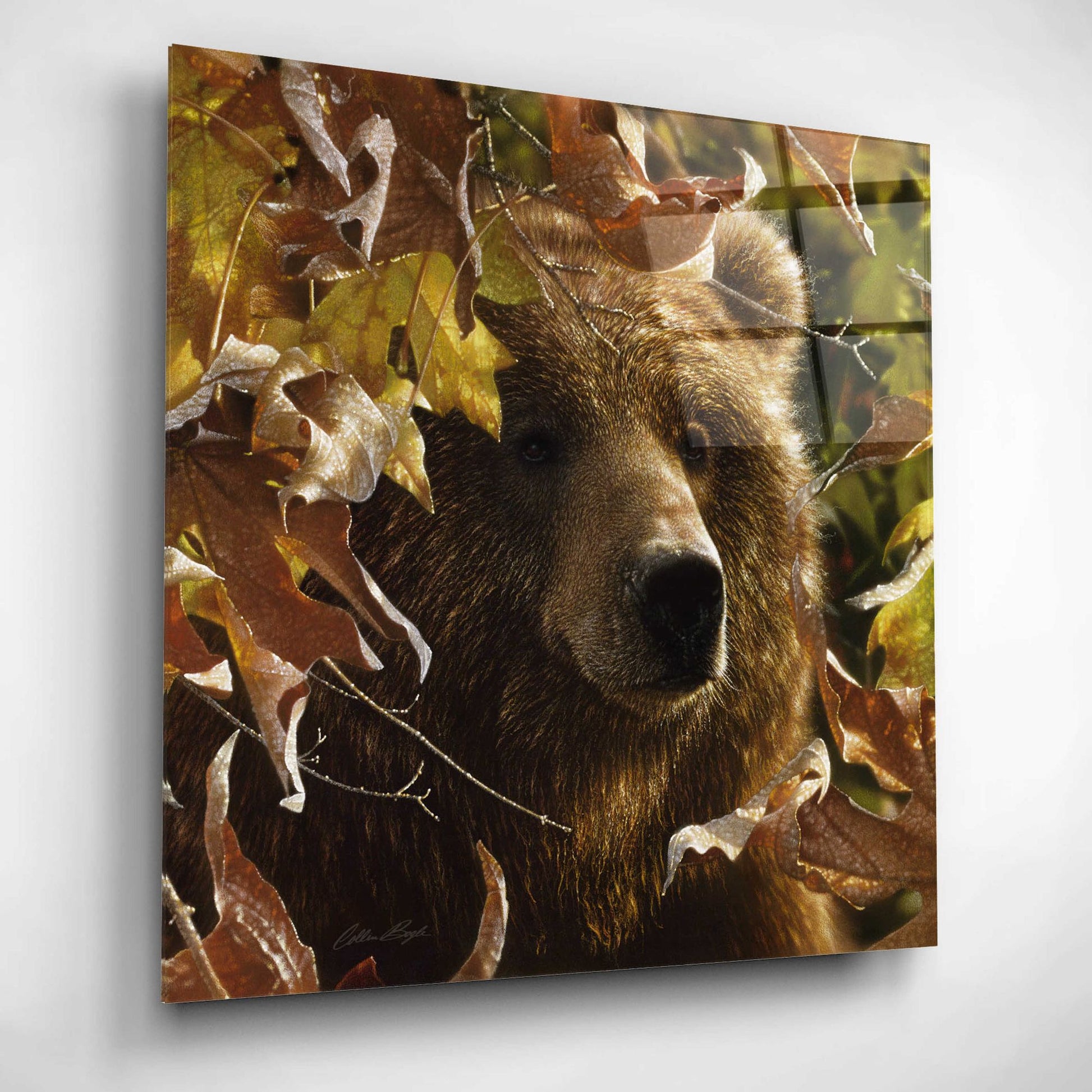 Epic Art 'Legend Of The Fall' by Collin Bogle Acrylic Glass Wall Art,12x12