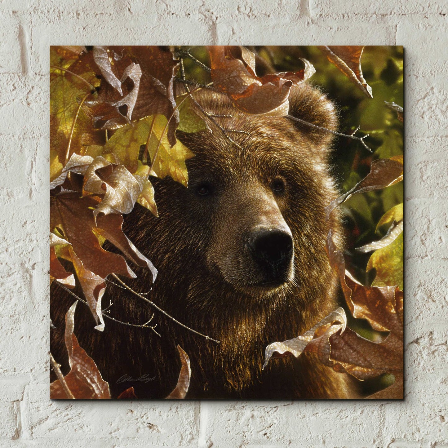 Epic Art 'Legend Of The Fall' by Collin Bogle Acrylic Glass Wall Art,12x12