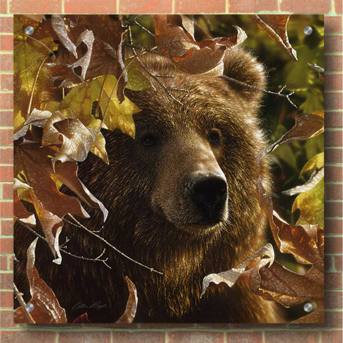 Epic Art 'Legend Of The Fall' by Collin Bogle Acrylic Glass Wall Art,36x36