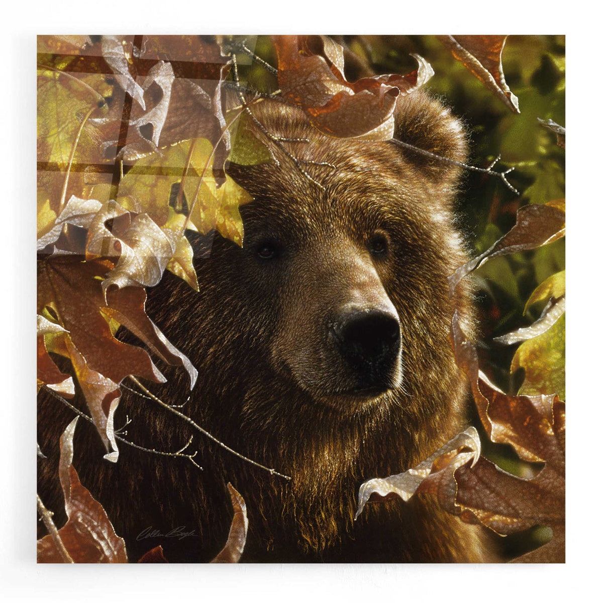 Epic Art 'Legend Of The Fall' by Collin Bogle Acrylic Glass Wall Art