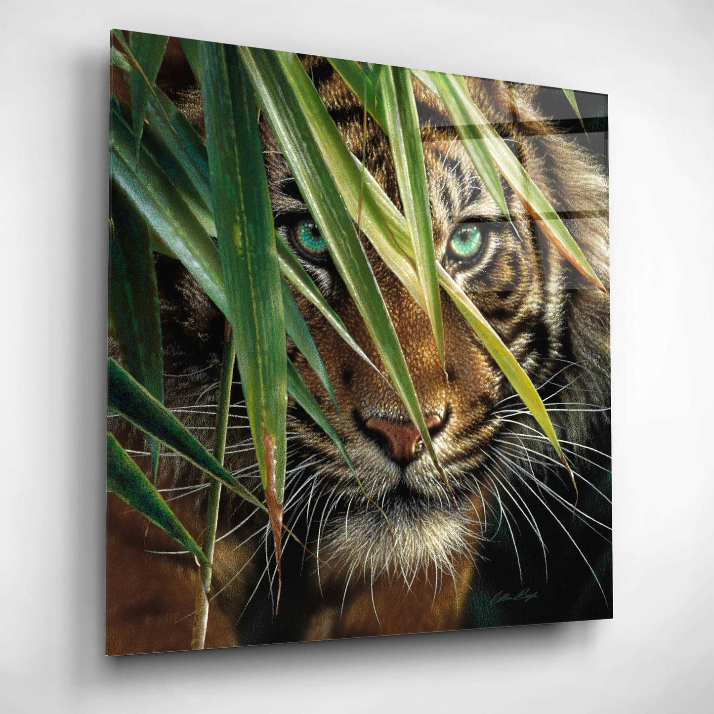 Epic Art 'Tiger Eyes' by Collin Bogle Acrylic Glass Wall Art,12x12