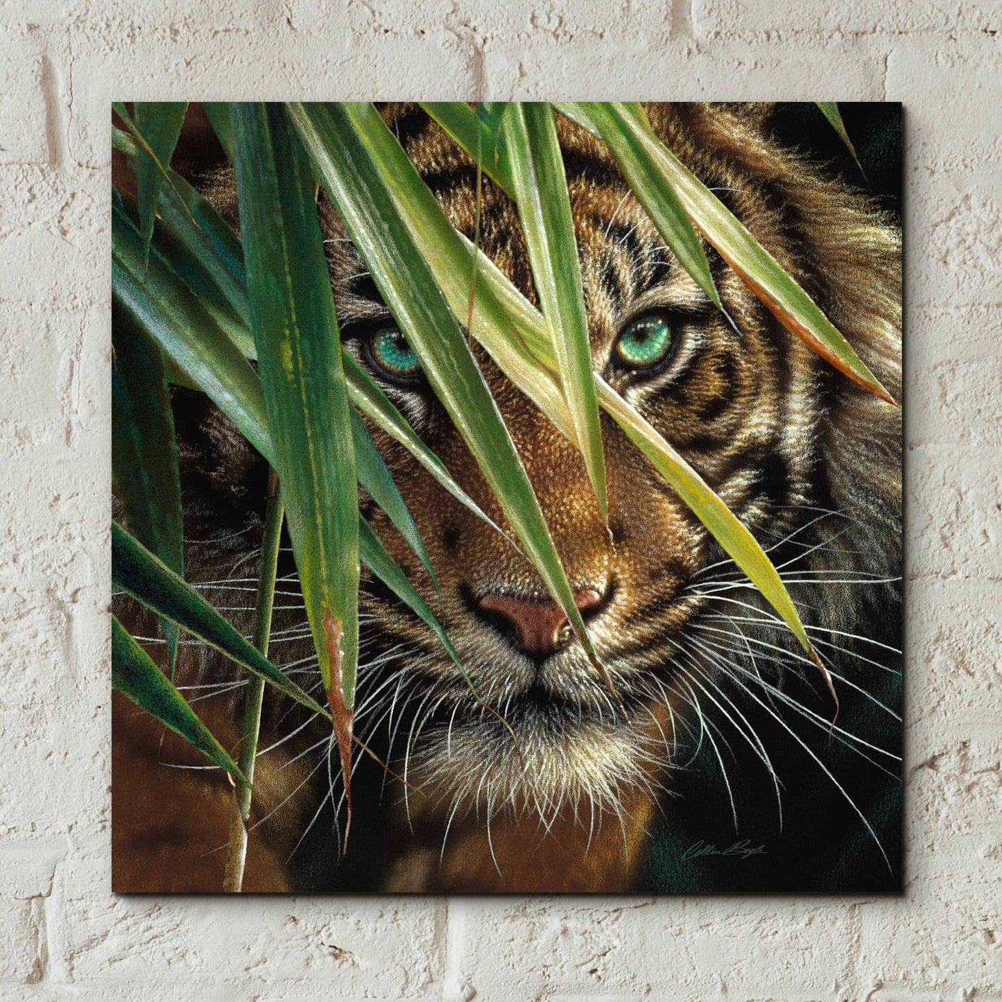 Epic Art 'Tiger Eyes' by Collin Bogle Acrylic Glass Wall Art,12x12