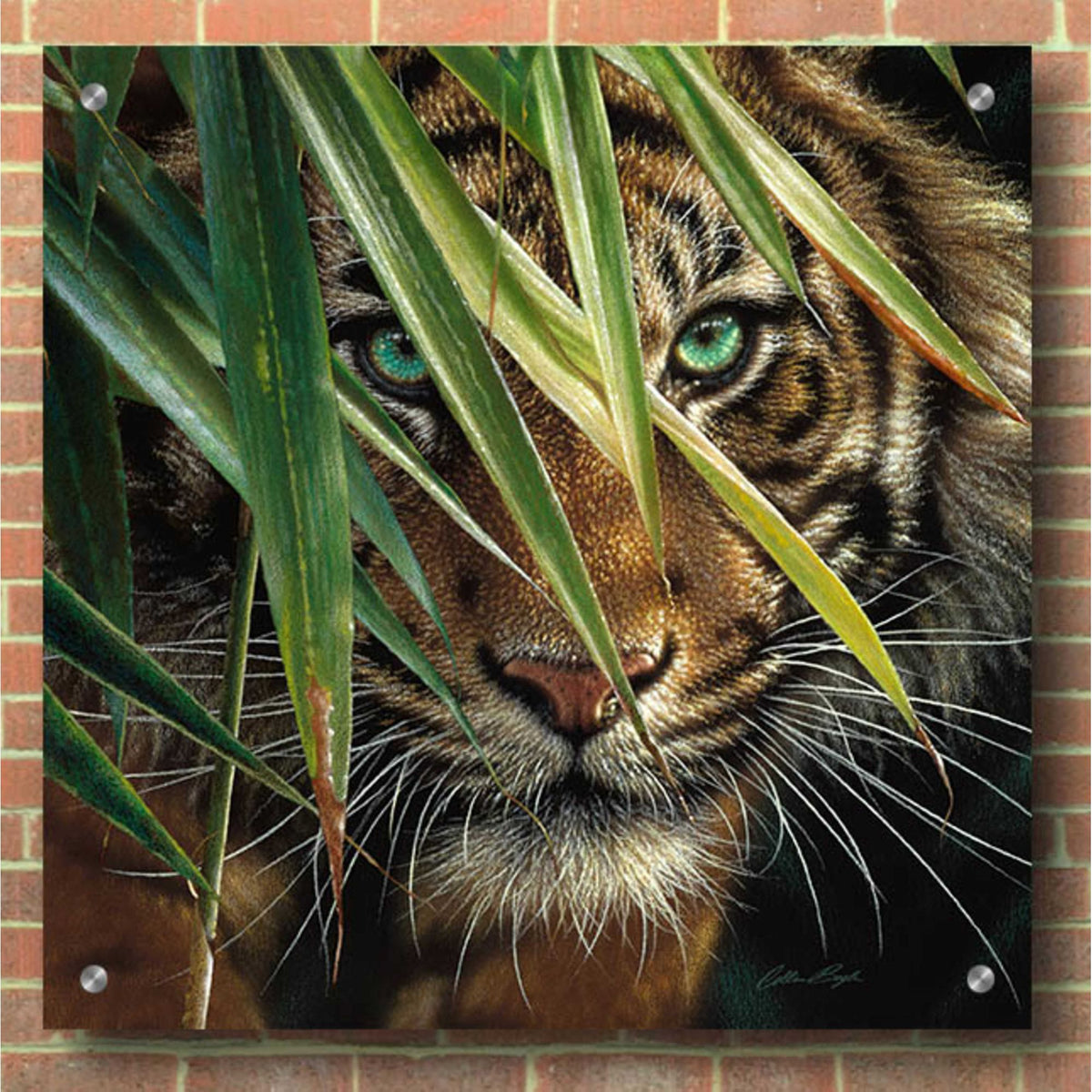 Epic Art 'Tiger Eyes' by Collin Bogle Acrylic Glass Wall Art,36x36