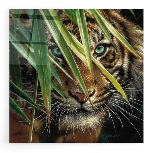 Epic Art 'Tiger Eyes' by Collin Bogle Acrylic Glass Wall Art