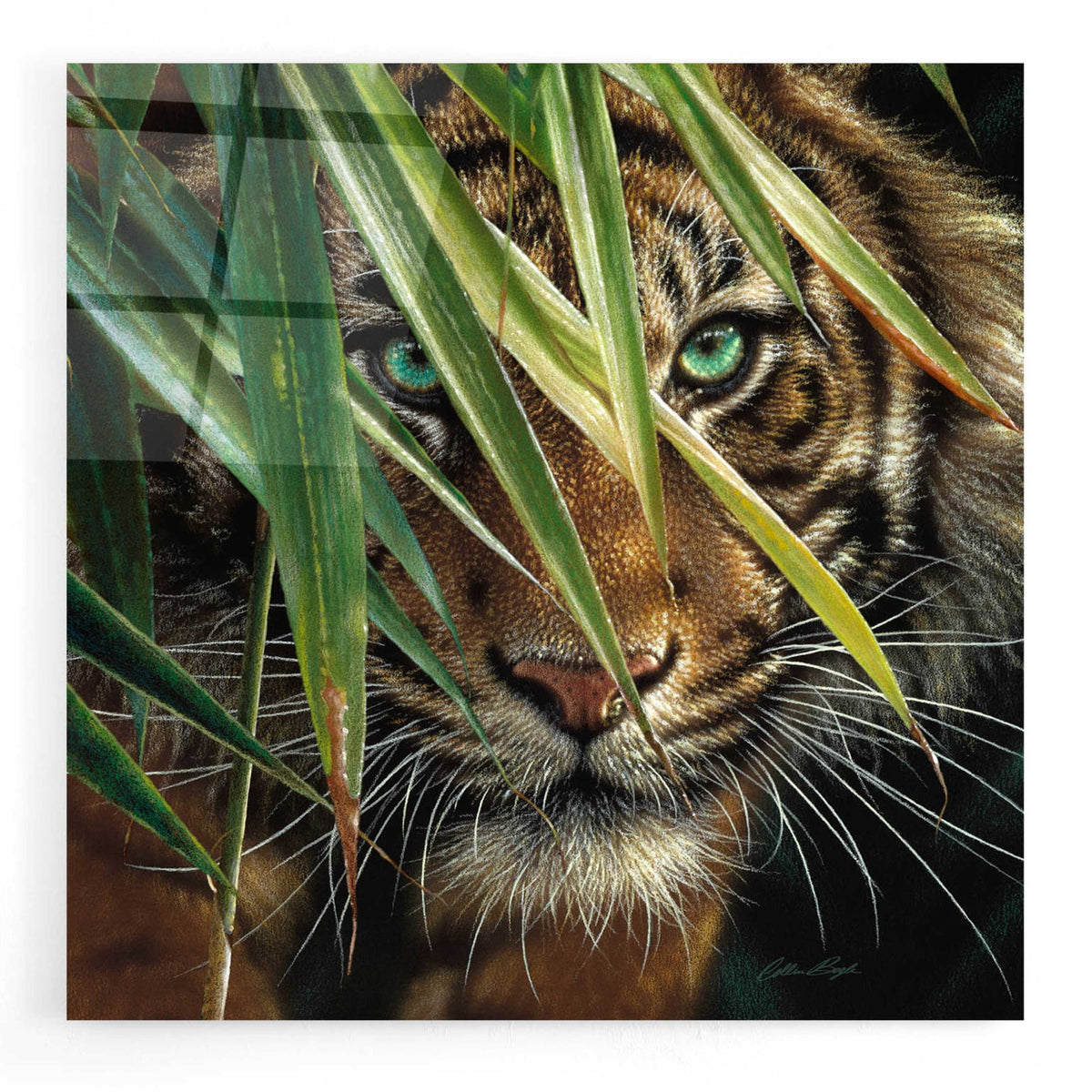 Epic Art 'Tiger Eyes' by Collin Bogle Acrylic Glass Wall Art
