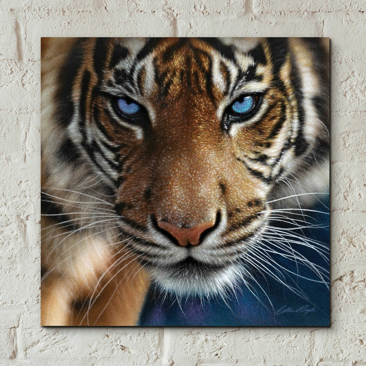 Epic Art 'Blue Eyes' by Collin Bogle Acrylic Glass Wall Art,12x12
