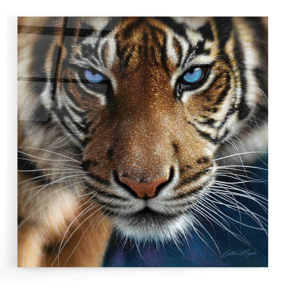 Epic Art 'Blue Eyes' by Collin Bogle Acrylic Glass Wall Art