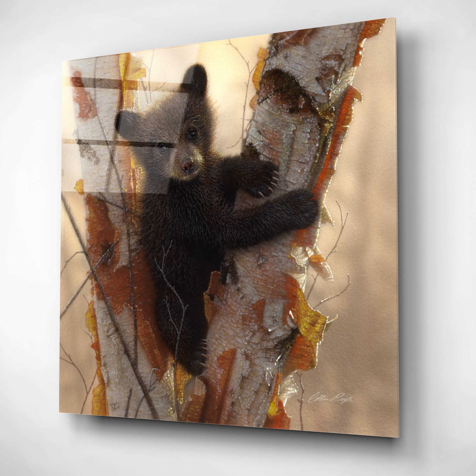 Epic Art 'Curious Cub I' by Collin Bogle Acrylic Glass Wall Art,12x12