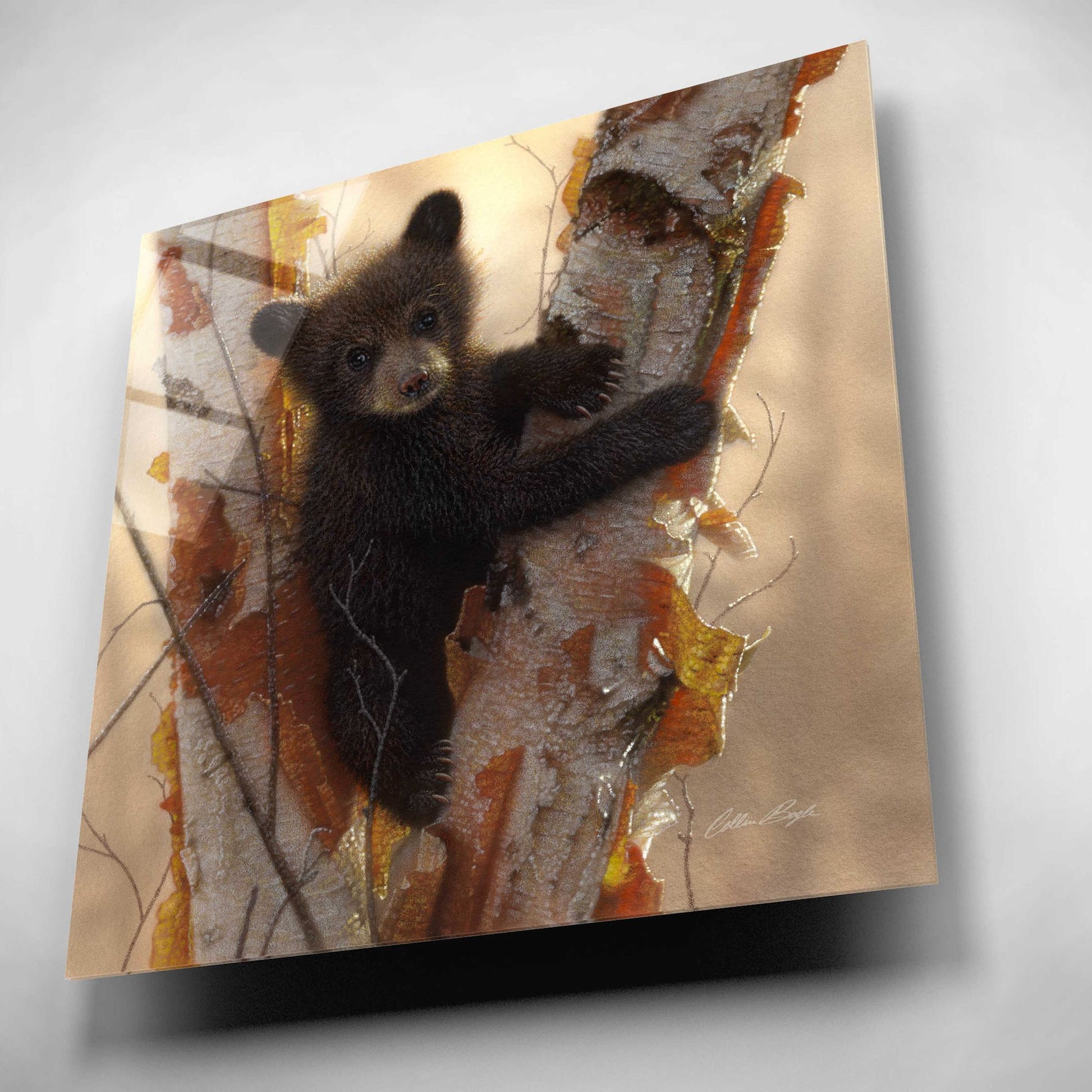 Epic Art 'Curious Cub I' by Collin Bogle Acrylic Glass Wall Art,12x12