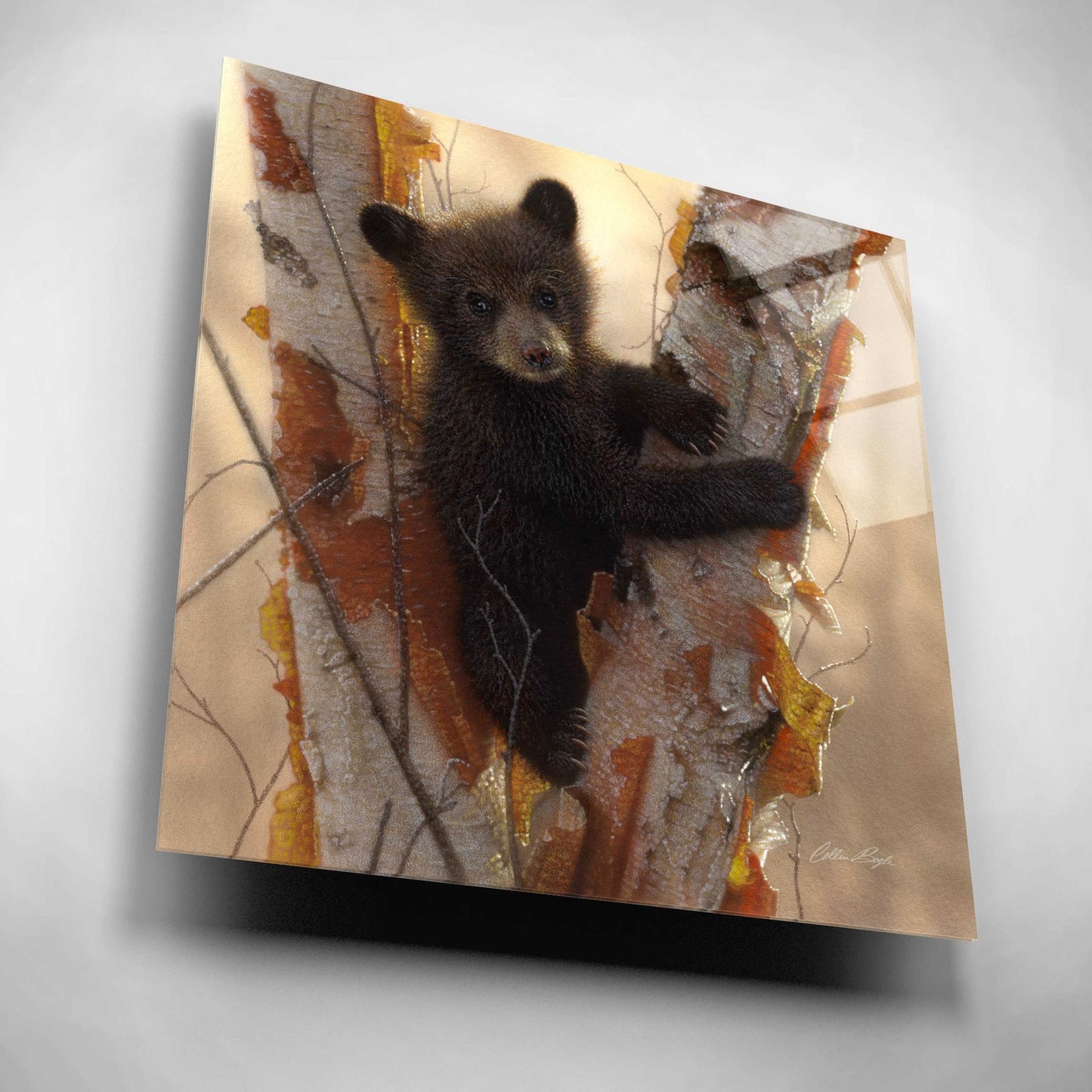 Epic Art 'Curious Cub I' by Collin Bogle Acrylic Glass Wall Art,12x12