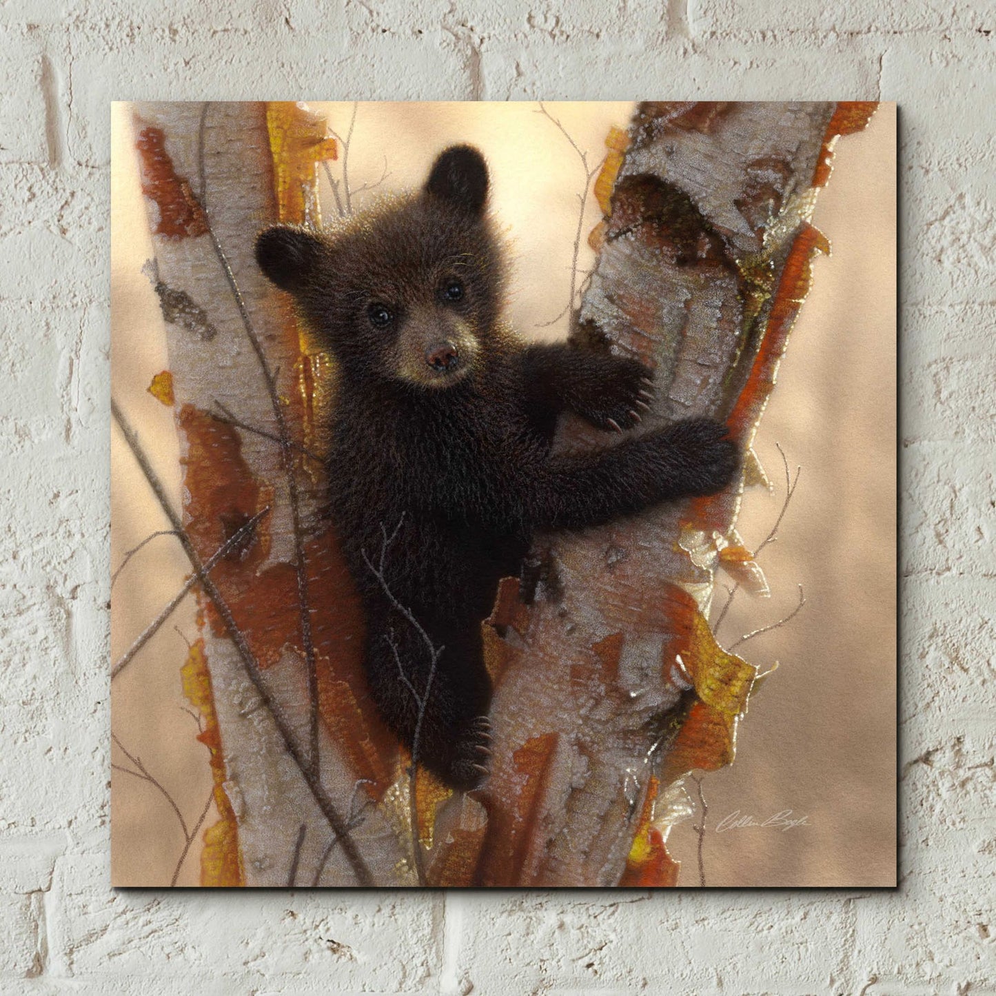 Epic Art 'Curious Cub I' by Collin Bogle Acrylic Glass Wall Art,12x12