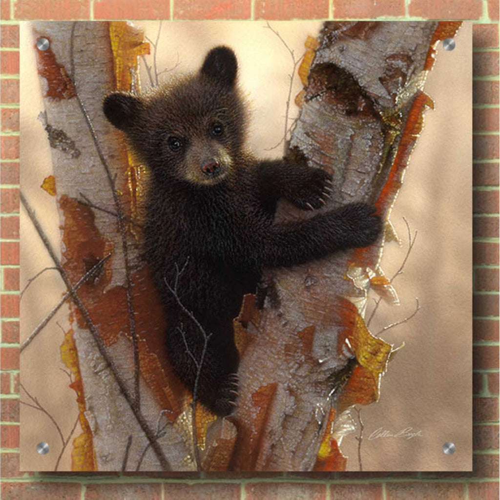 Epic Art 'Curious Cub I' by Collin Bogle Acrylic Glass Wall Art,36x36