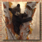 Epic Art 'Curious Cub I' by Collin Bogle Acrylic Glass Wall Art,36x36
