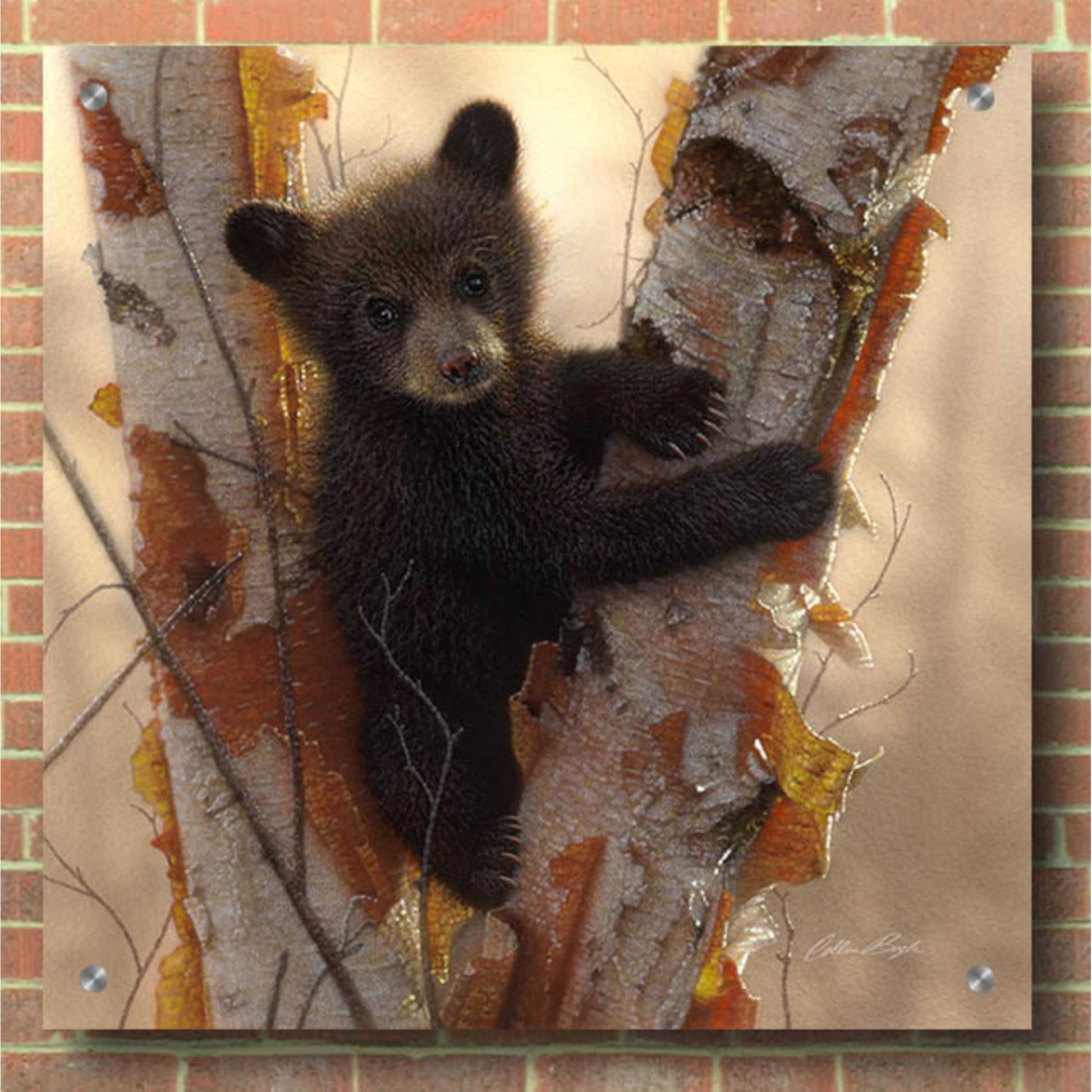 Epic Art 'Curious Cub I' by Collin Bogle Acrylic Glass Wall Art,36x36