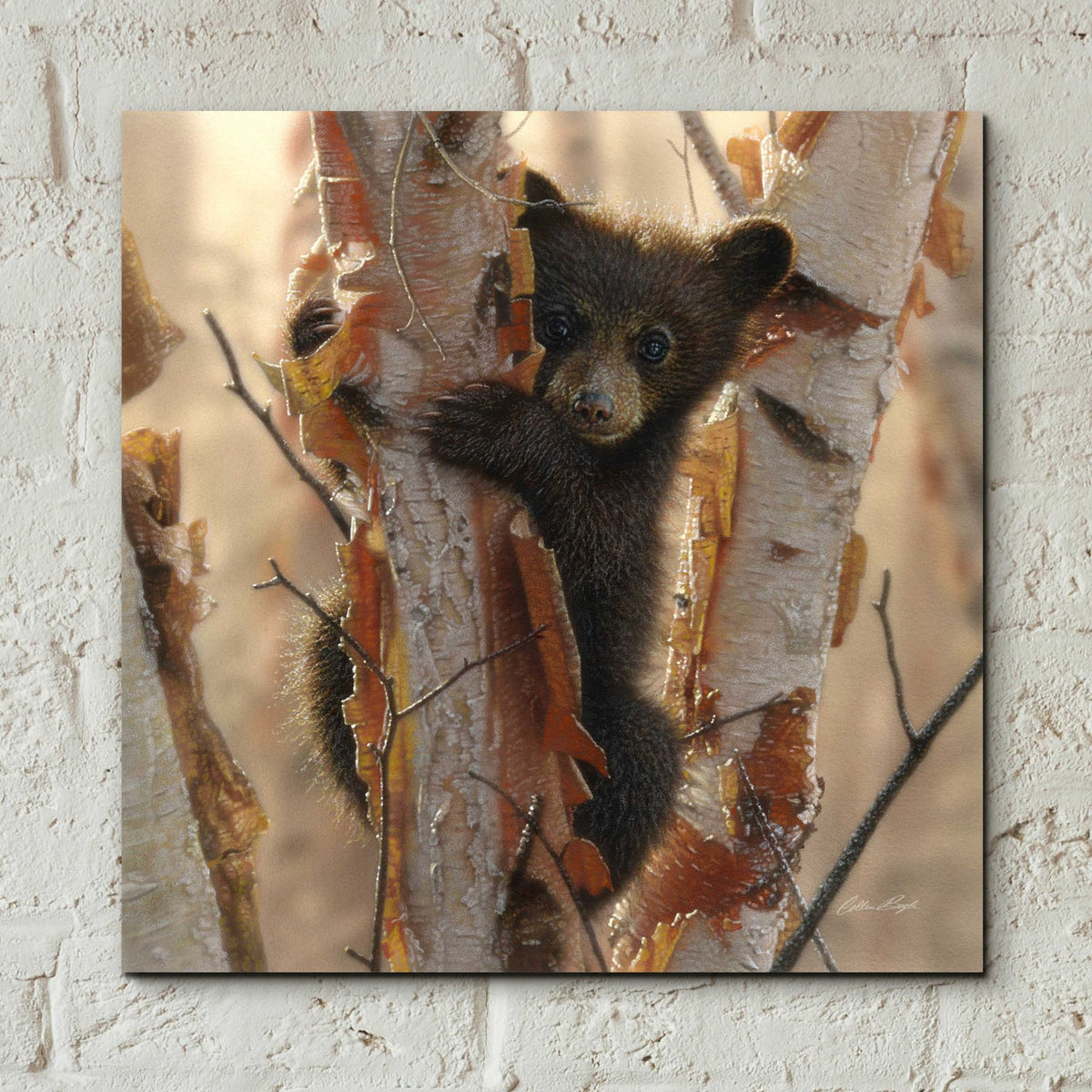 Epic Art 'Curious Cub II' by Collin Bogle Acrylic Glass Wall Art,12x12