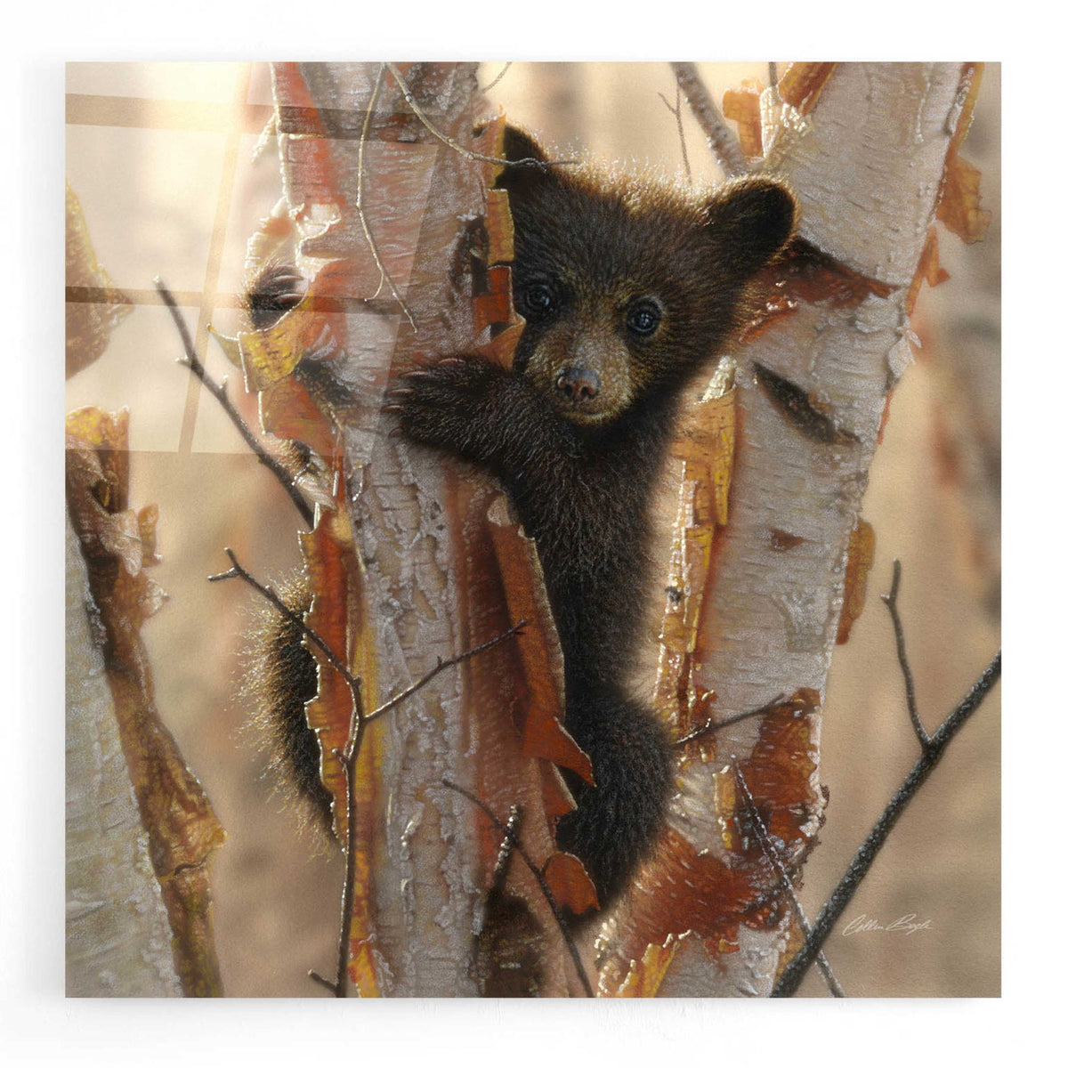 Epic Art 'Curious Cub II' by Collin Bogle Acrylic Glass Wall Art