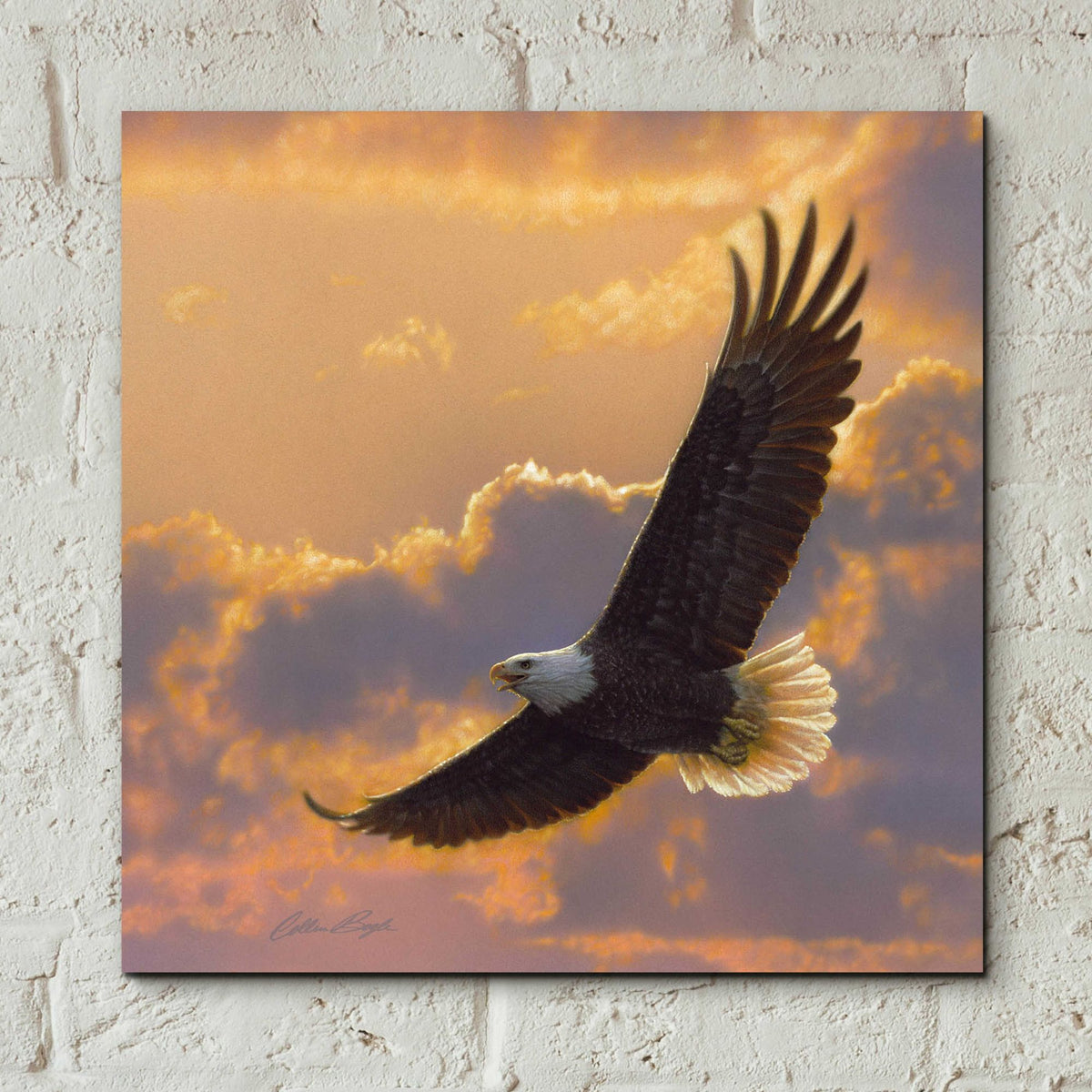 Epic Art 'Soaring Spirit' by Collin Bogle Acrylic Glass Wall Art,12x12