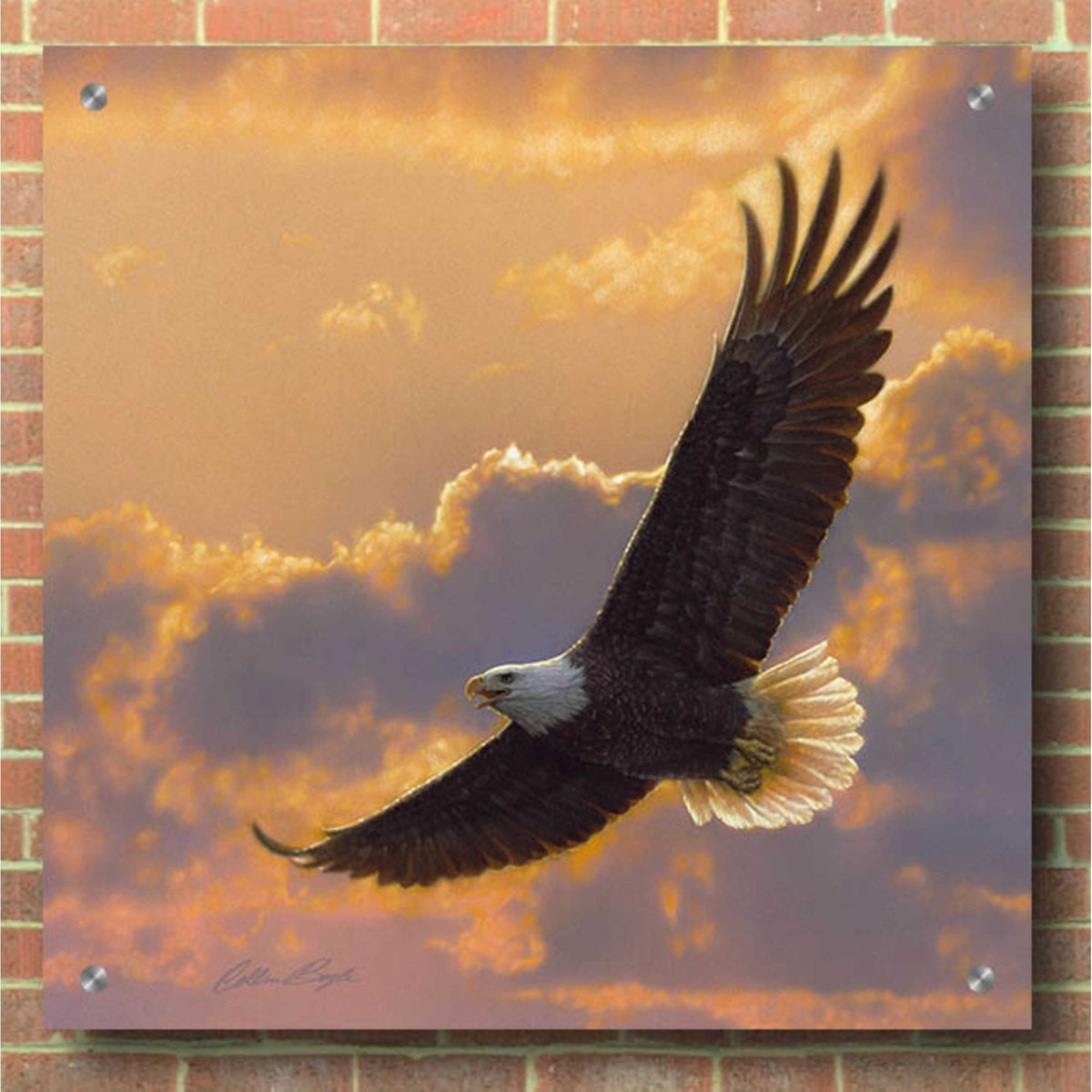 Epic Art 'Soaring Spirit' by Collin Bogle Acrylic Glass Wall Art,36x36