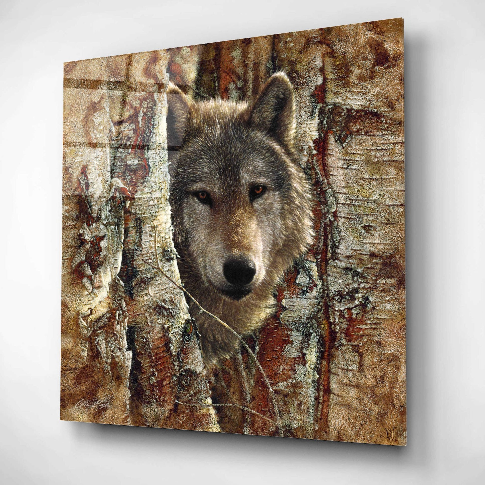 Epic Art 'Wolf Spirit' by Collin Bogle Acrylic Glass Wall Art,12x12