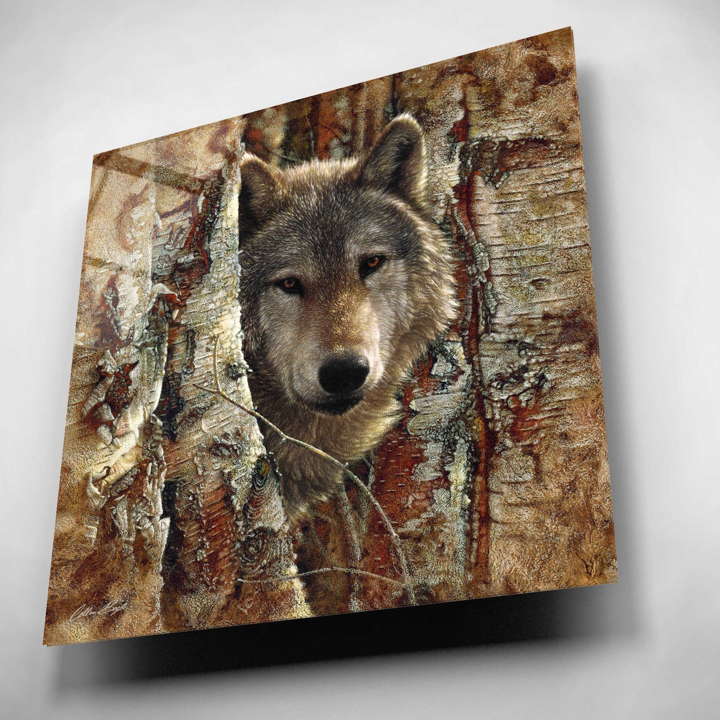 Epic Art 'Wolf Spirit' by Collin Bogle Acrylic Glass Wall Art,12x12