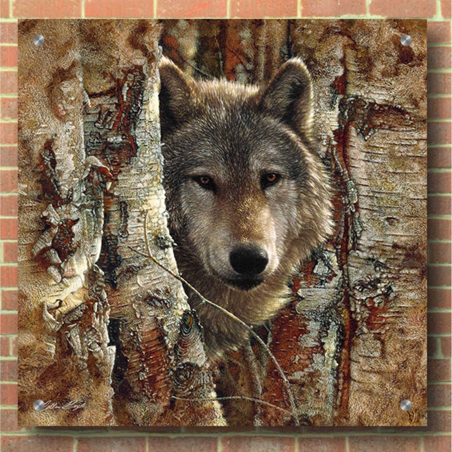 Epic Art 'Wolf Spirit' by Collin Bogle Acrylic Glass Wall Art,36x36