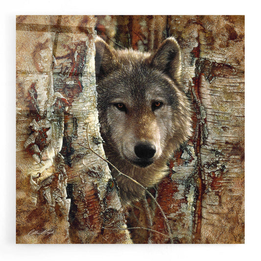 Epic Art 'Wolf Spirit' by Collin Bogle Acrylic Glass Wall Art