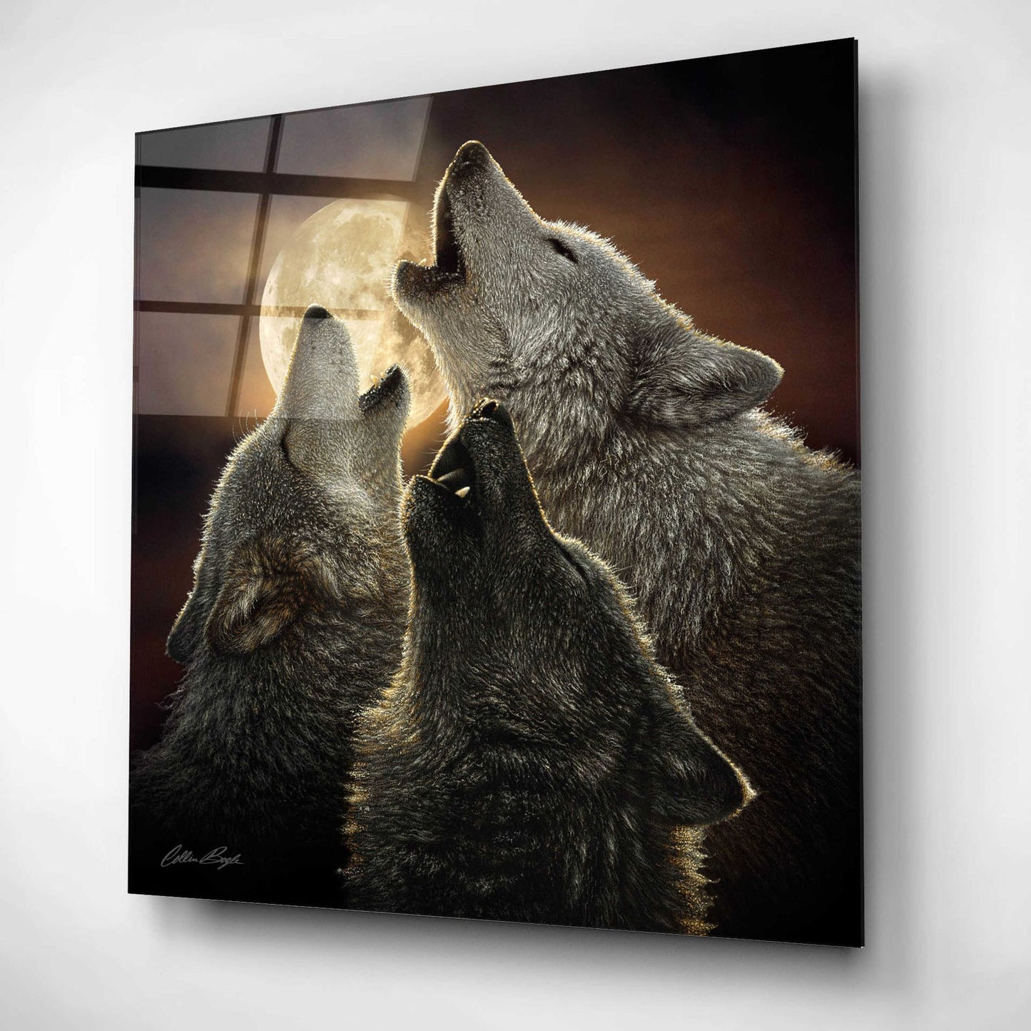 Epic Art 'Wolf Trinity' by Collin Bogle Acrylic Glass Wall Art,12x12