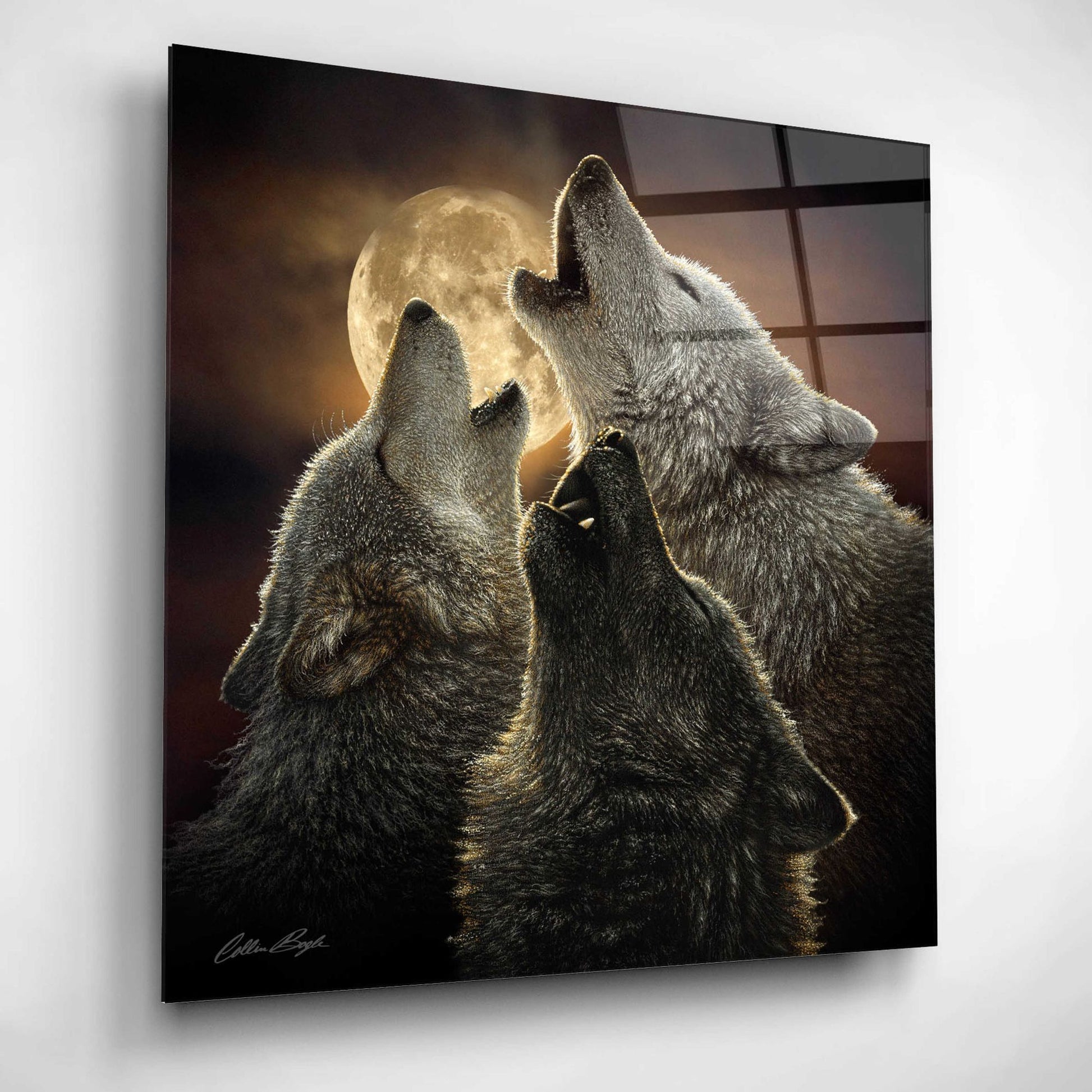 Epic Art 'Wolf Trinity' by Collin Bogle Acrylic Glass Wall Art,12x12