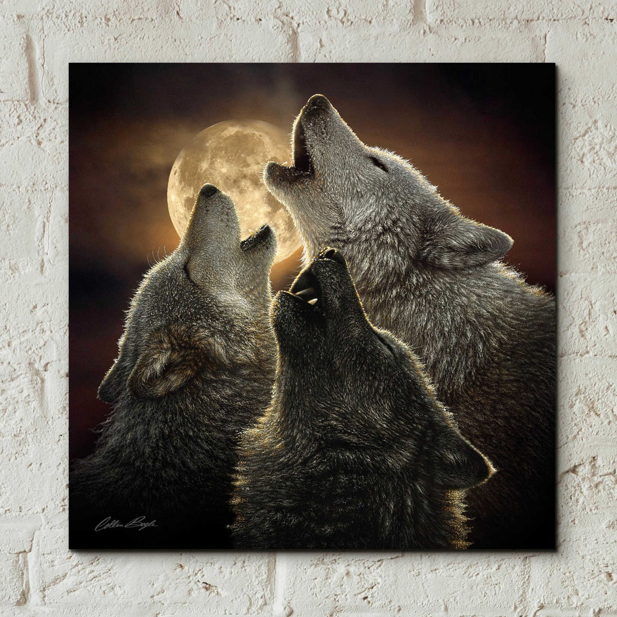 Epic Art 'Wolf Trinity' by Collin Bogle Acrylic Glass Wall Art,12x12