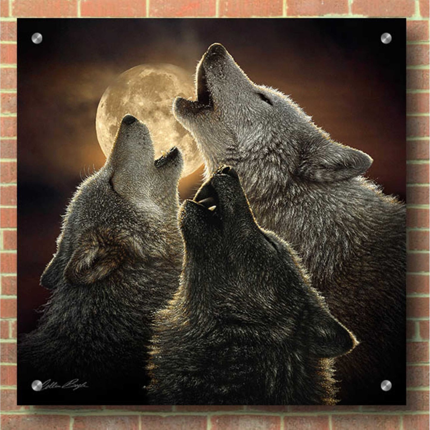 Epic Art 'Wolf Trinity' by Collin Bogle Acrylic Glass Wall Art,36x36