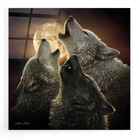Epic Art 'Wolf Trinity' by Collin Bogle Acrylic Glass Wall Art