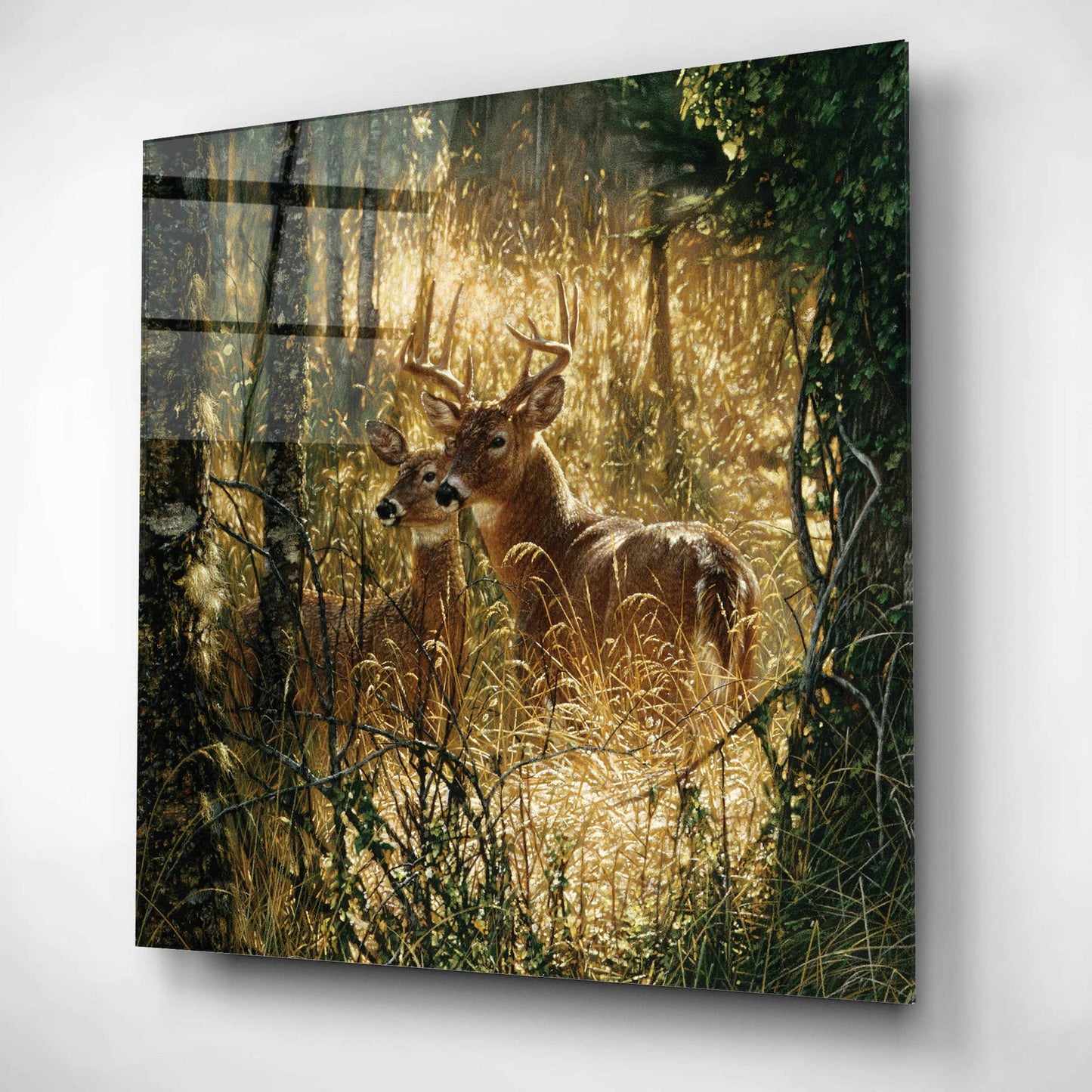 Epic Art 'A Golden Moment' by Collin Bogle Acrylic Glass Wall Art,12x12