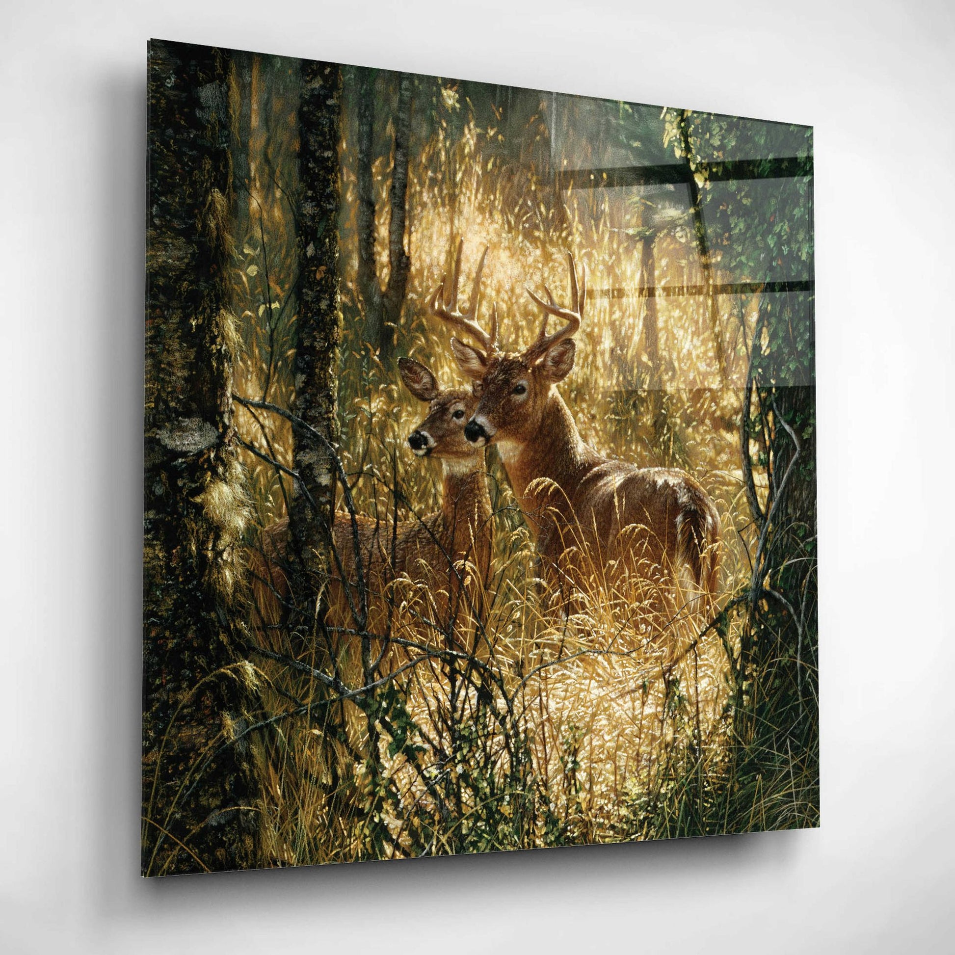 Epic Art 'A Golden Moment' by Collin Bogle Acrylic Glass Wall Art,12x12