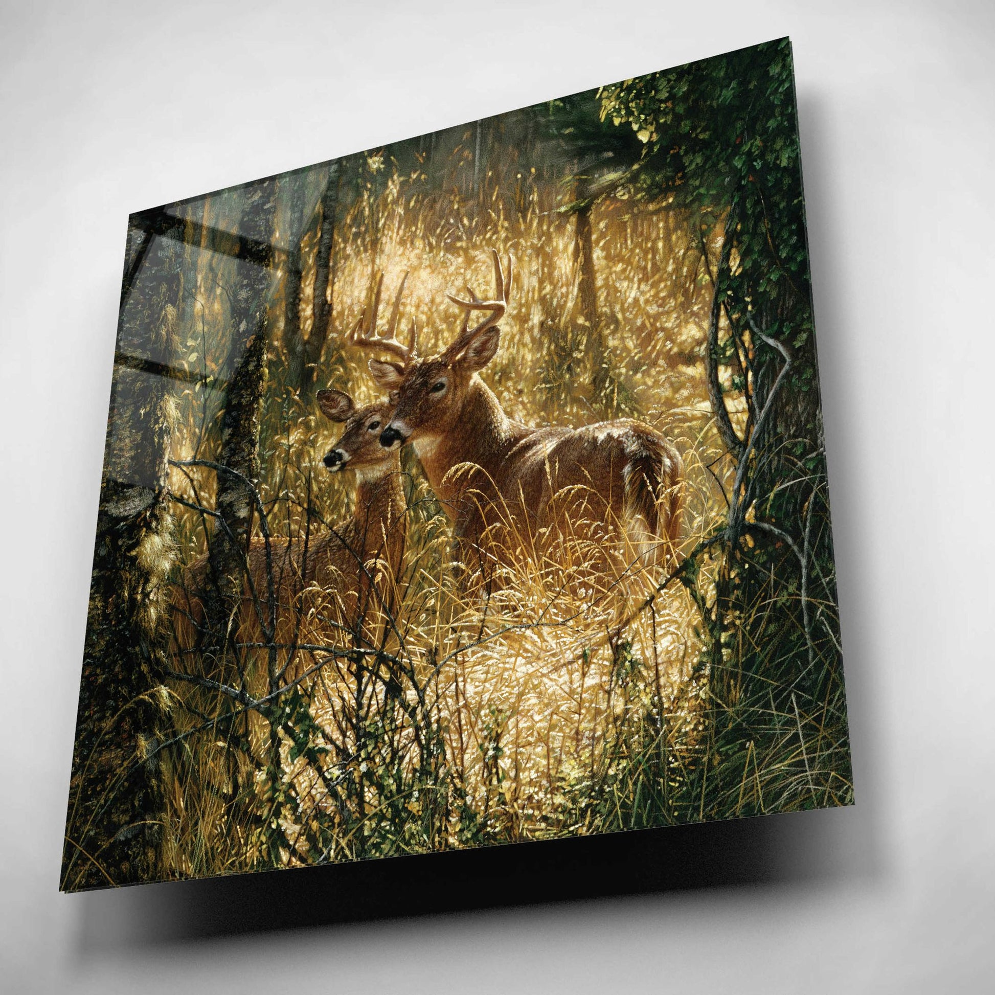 Epic Art 'A Golden Moment' by Collin Bogle Acrylic Glass Wall Art,12x12